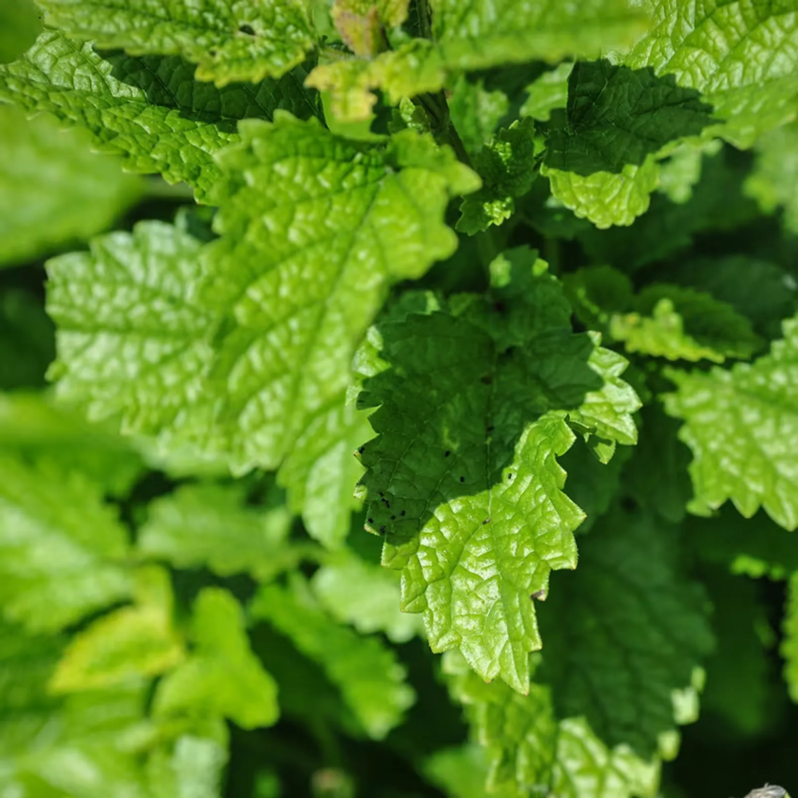 Green Lemon Balm