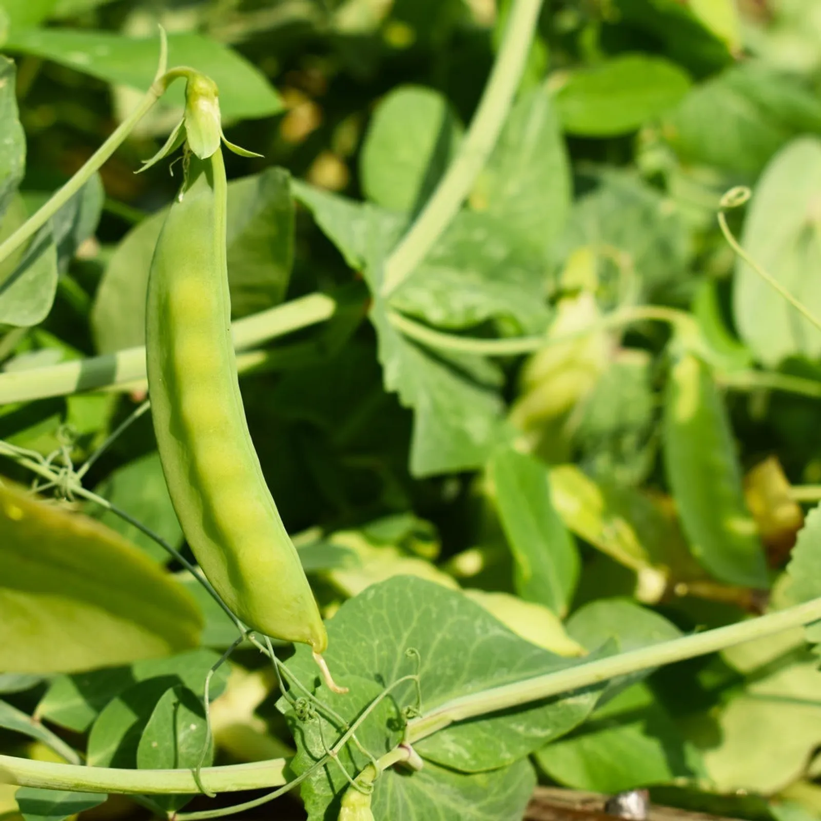 Green Arrow Peas