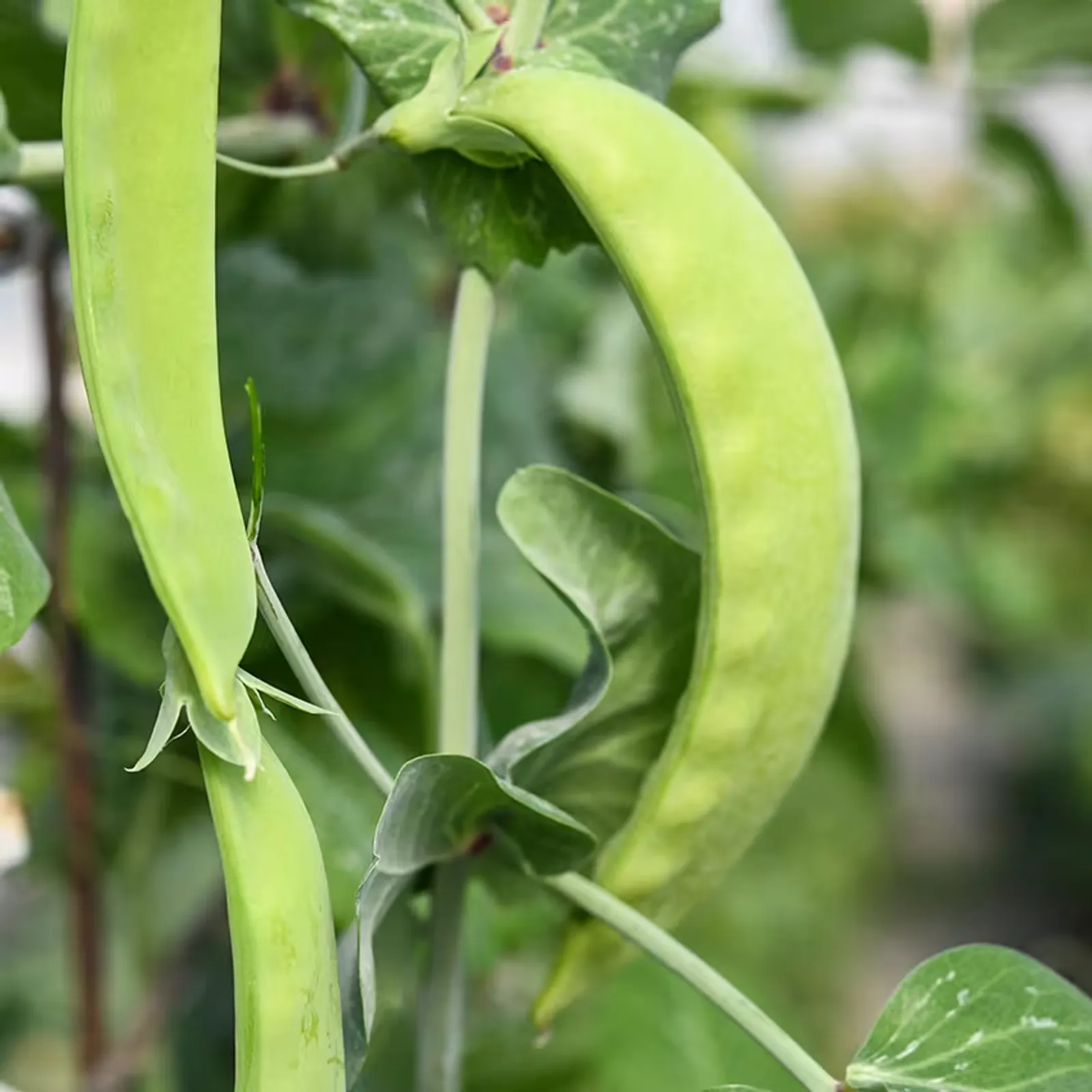 Green Beauty Snow Peas