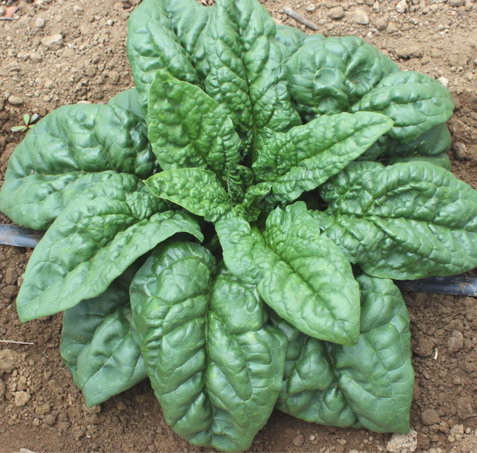 Green Beret Spinach