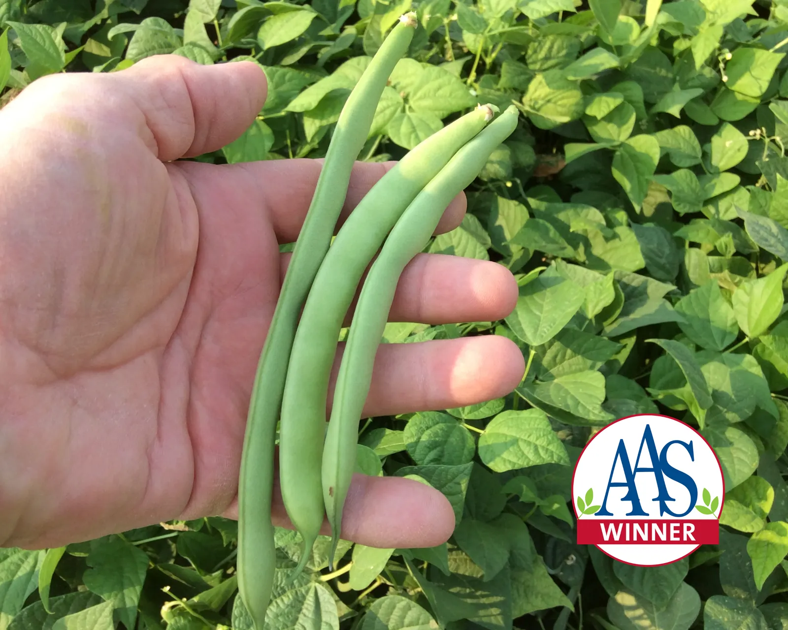 Green Crop Beans