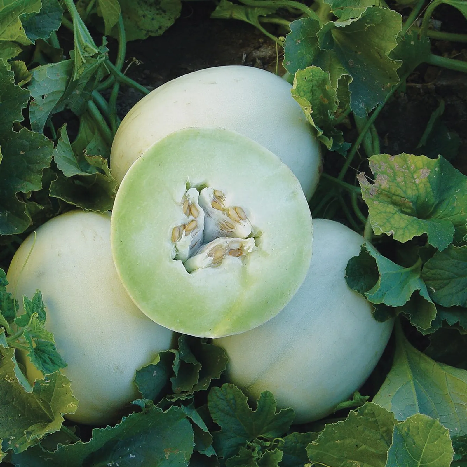 Green Flesh Melon Honeydew