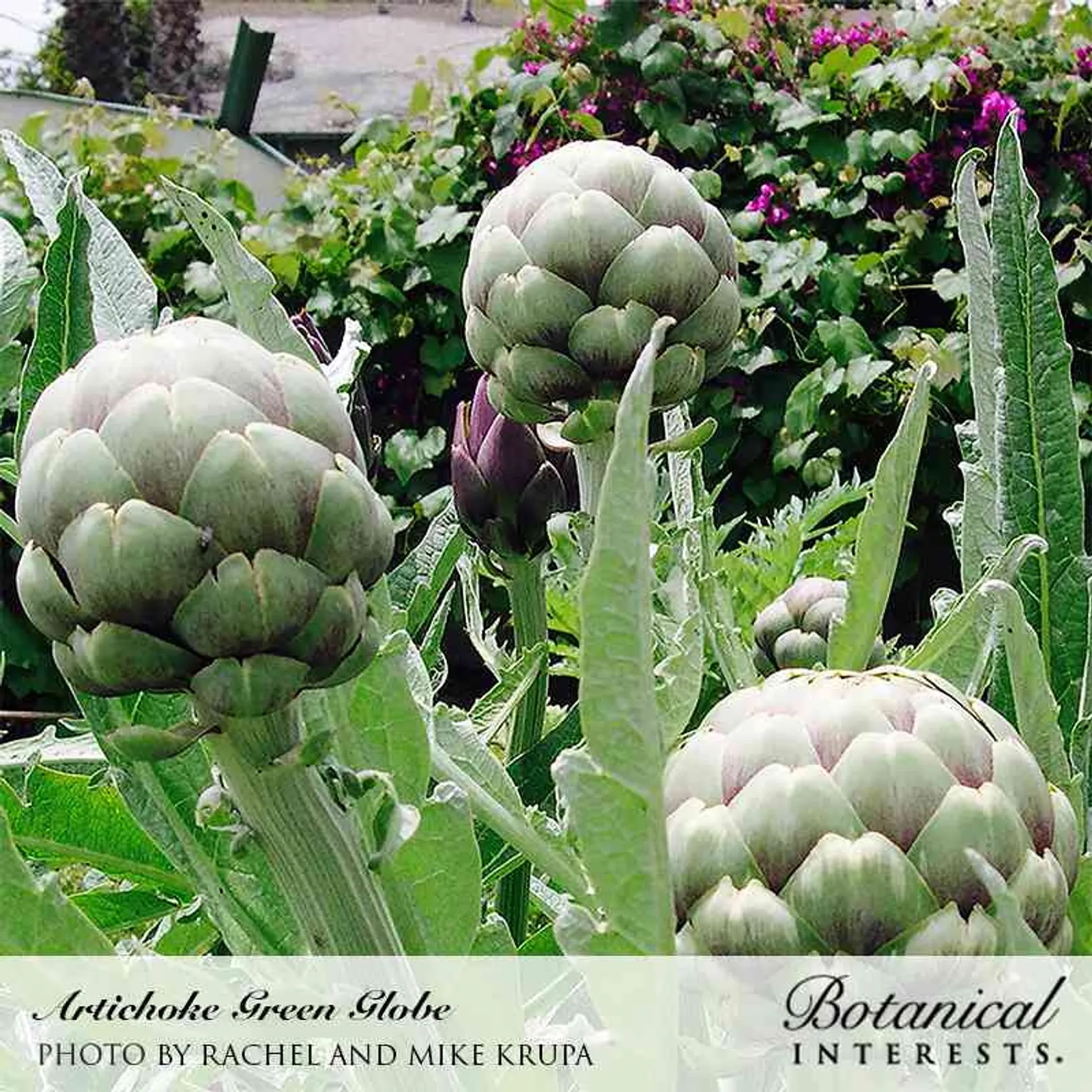 Green Globe Improved Artichoke