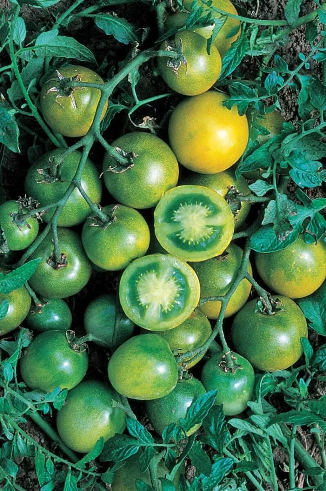 Grape Tomatoes