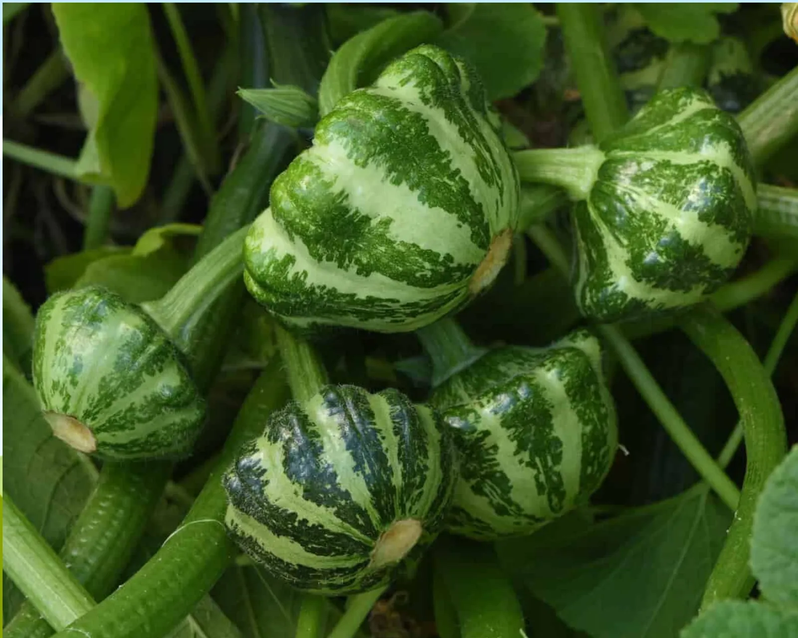 Green Lightning Squash