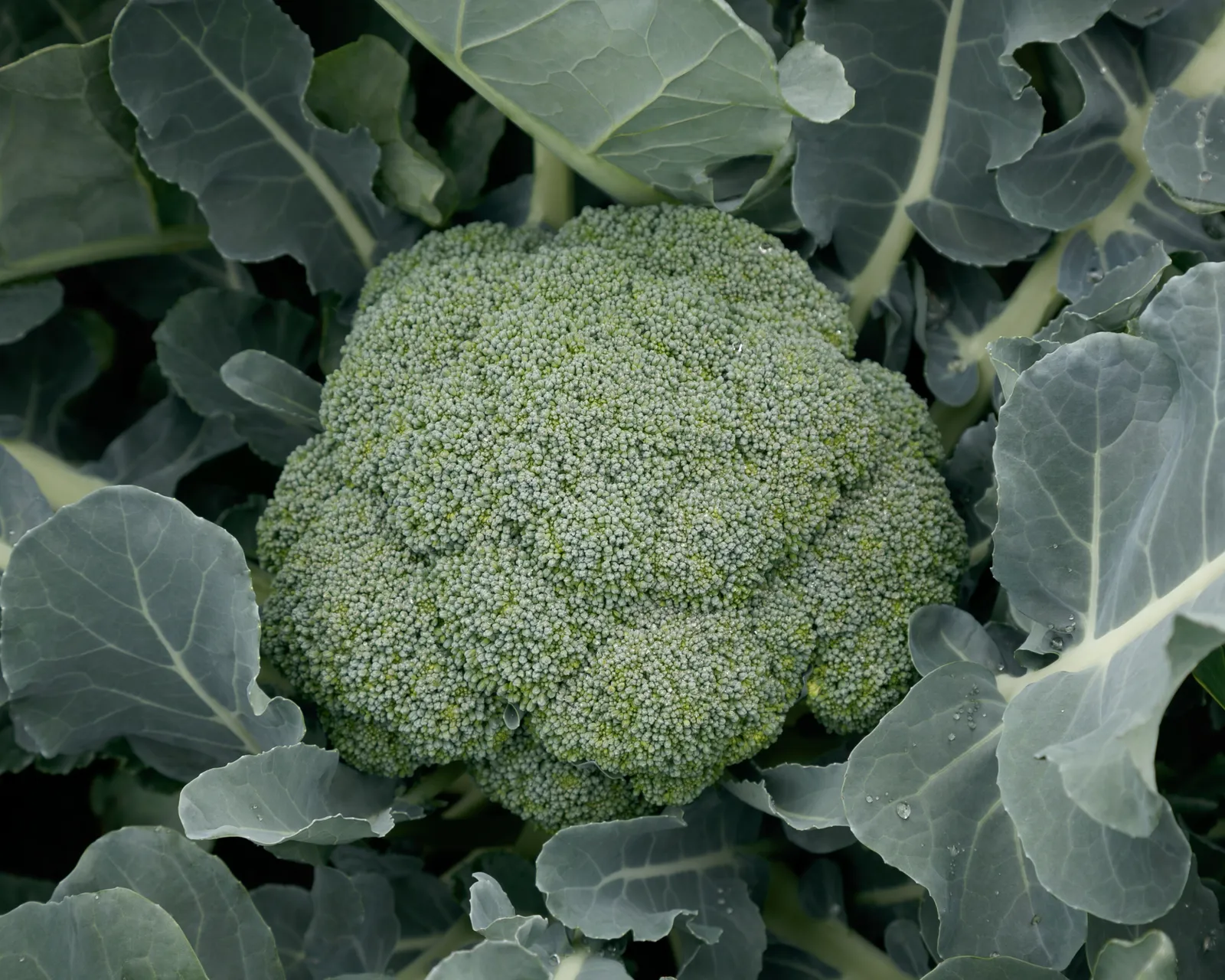 Eastern Magic Broccoli