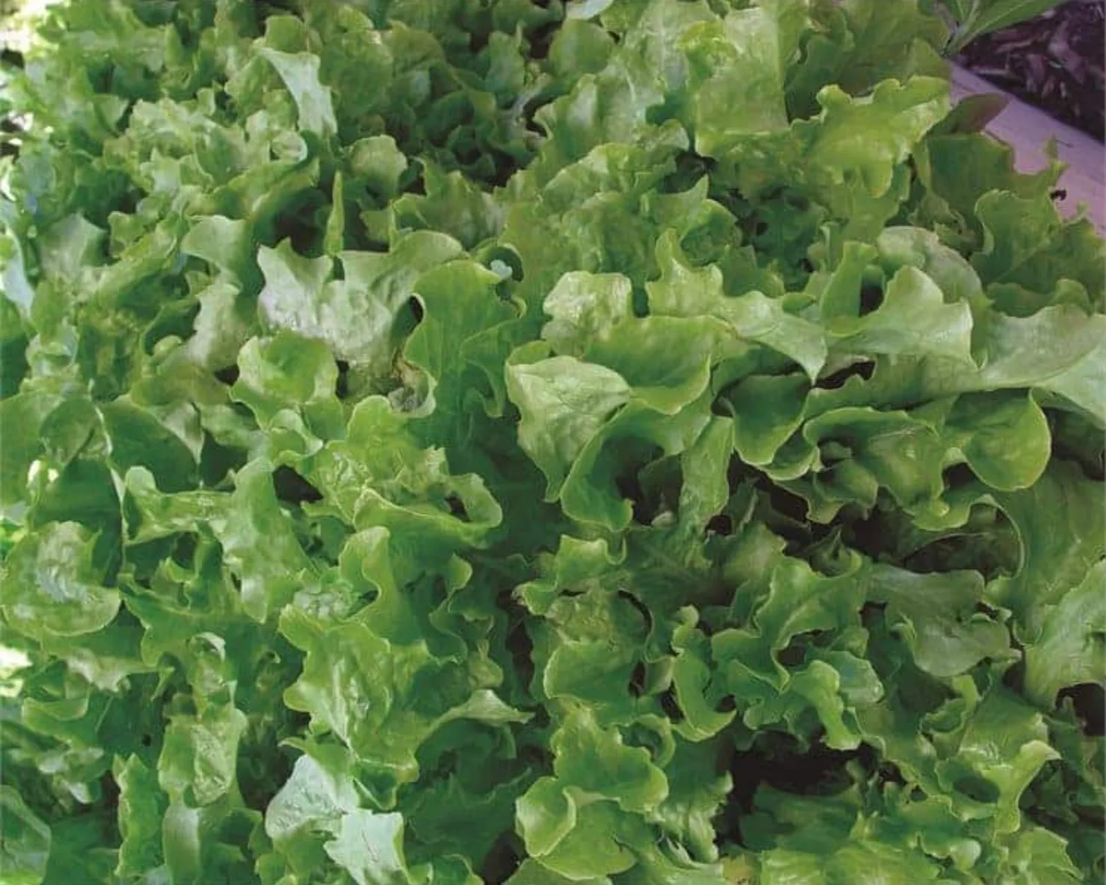 Salad Bowl Lettuce