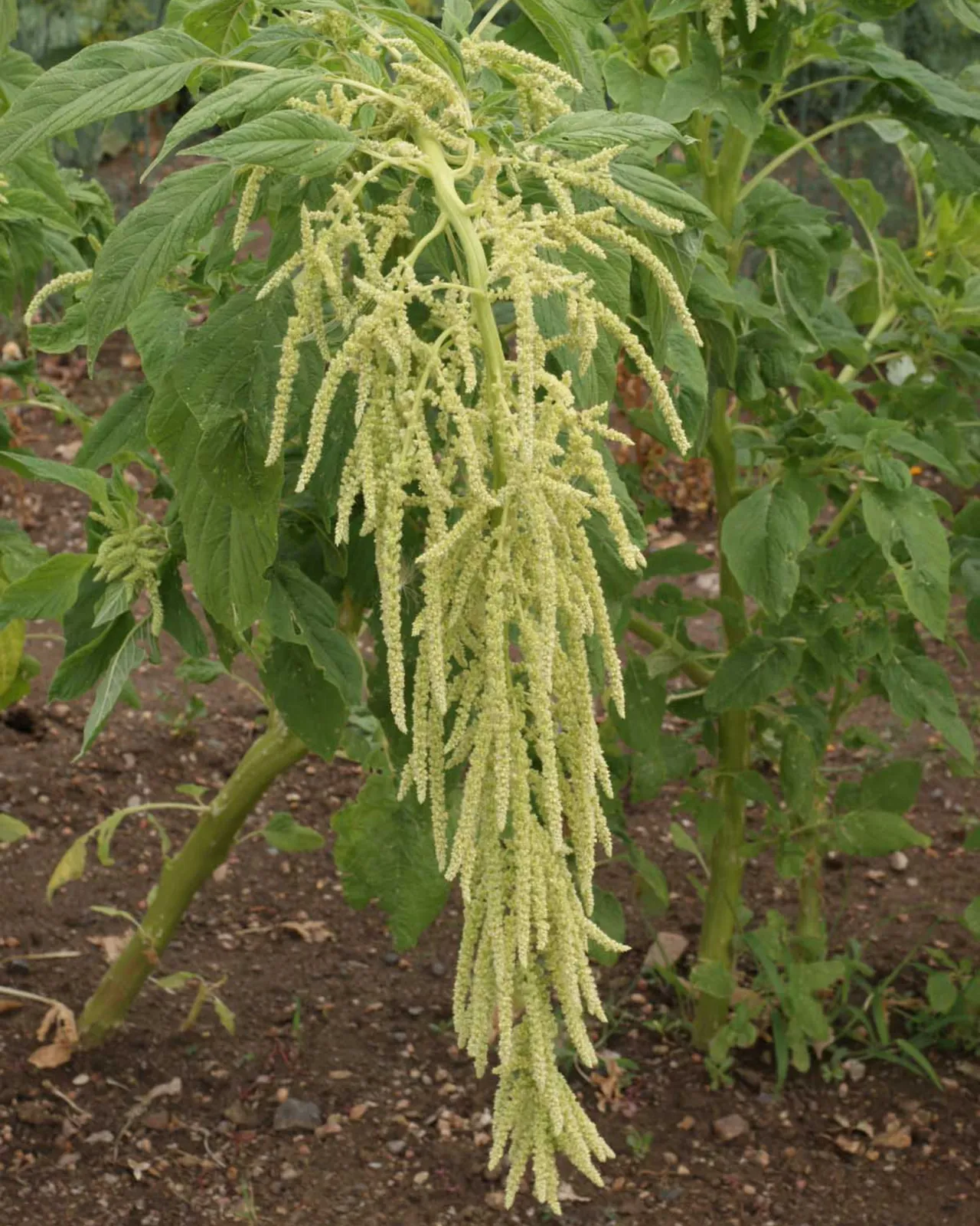 Green Tails Amaranth