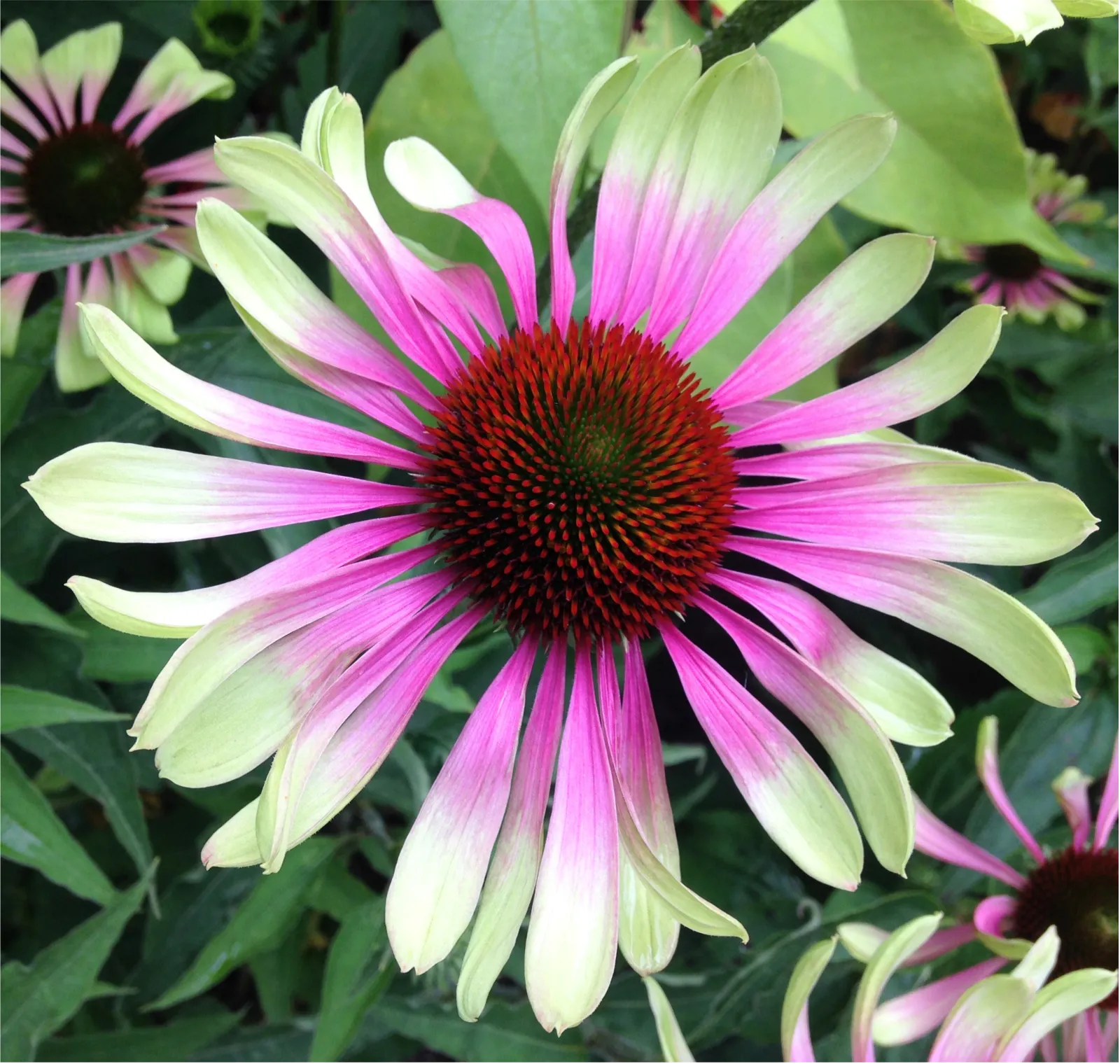 Green Twister Echinacea