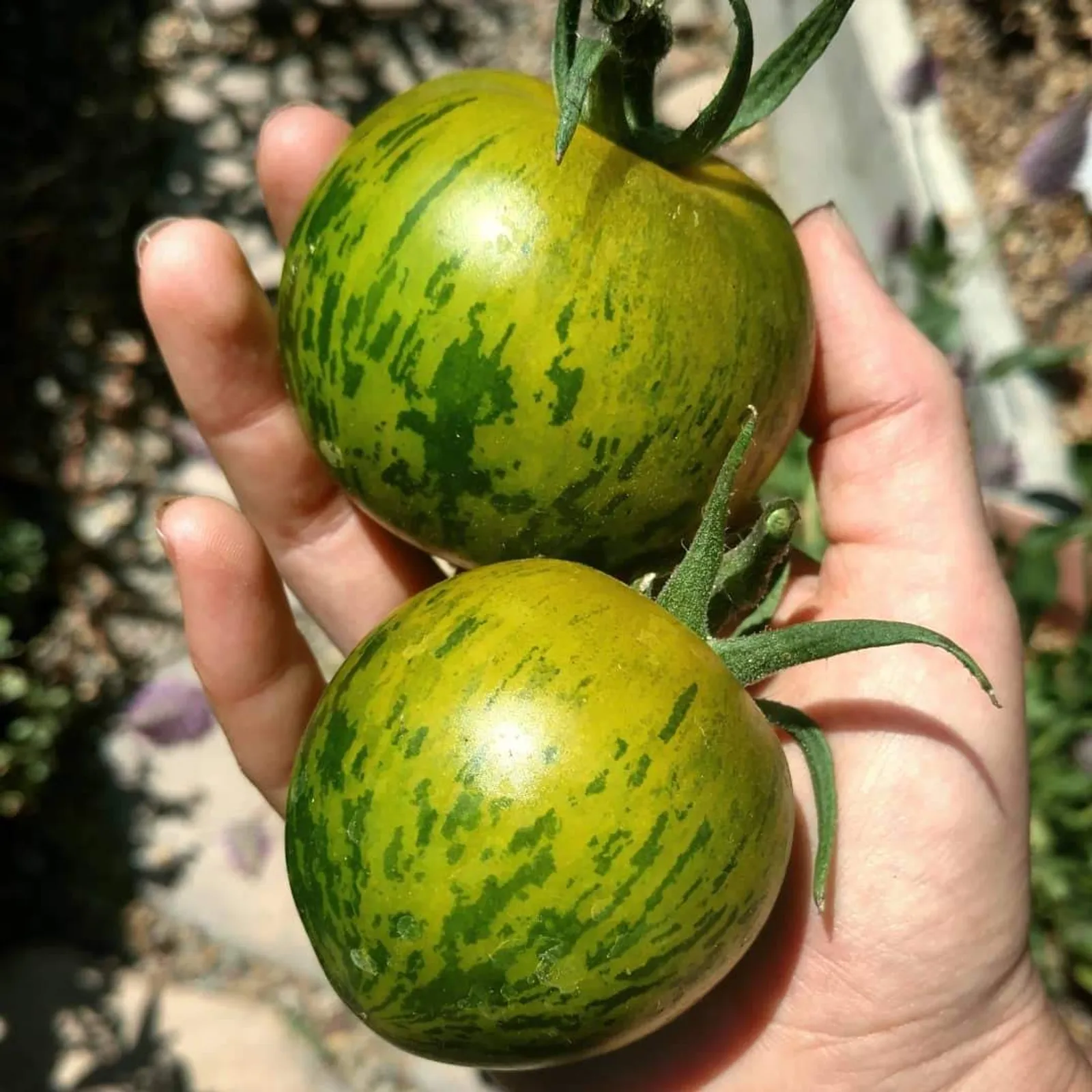 Green Zebra Tomatoes