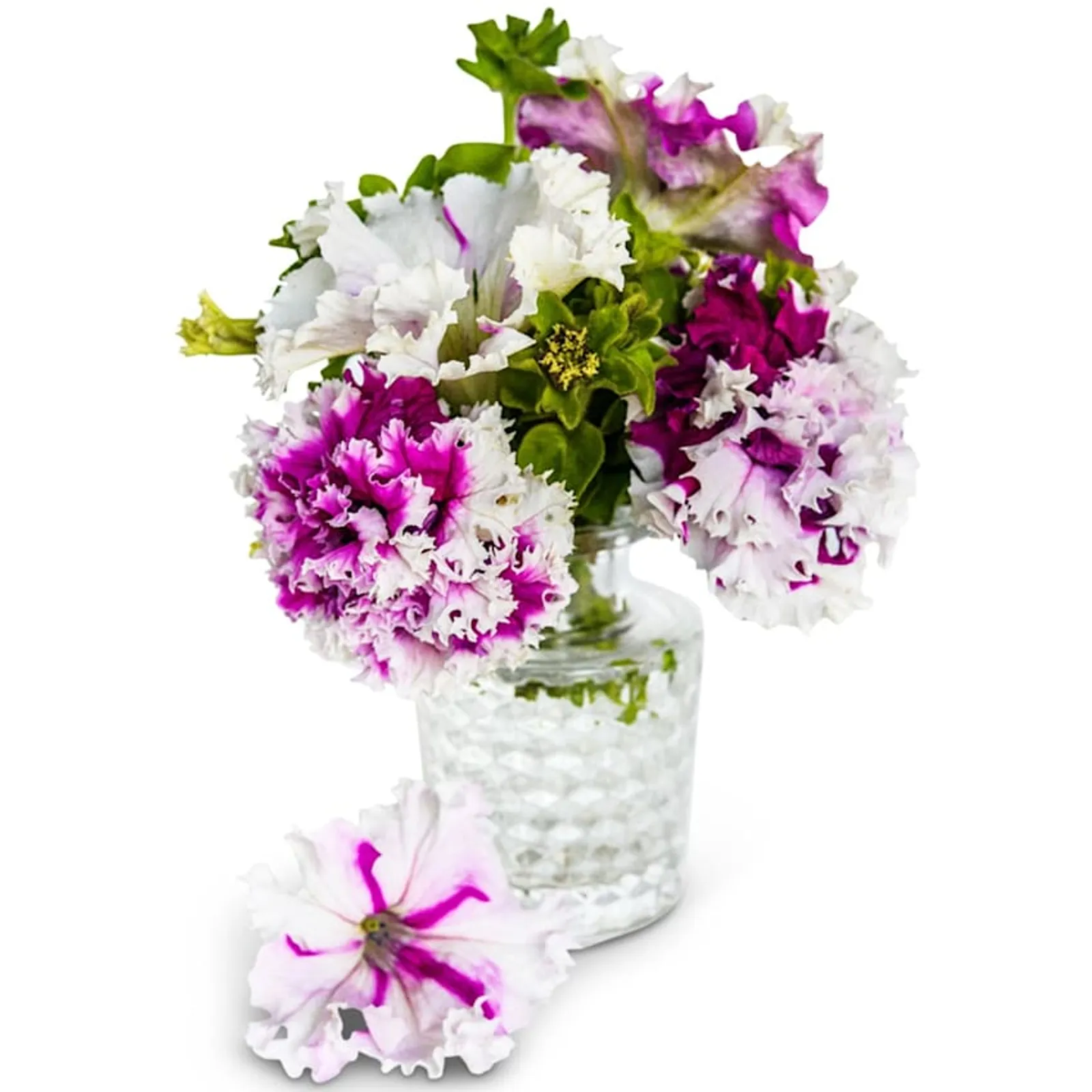 Greetings From Jaromere Petunia