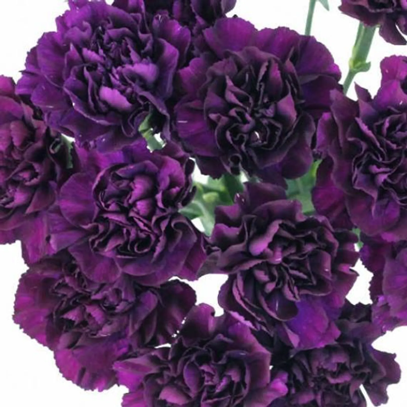 Grenadin King of Blacks Carnation Dianthus