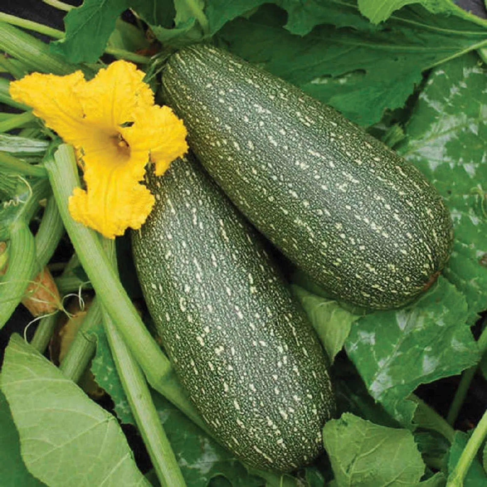 Grey Zucchini Squash