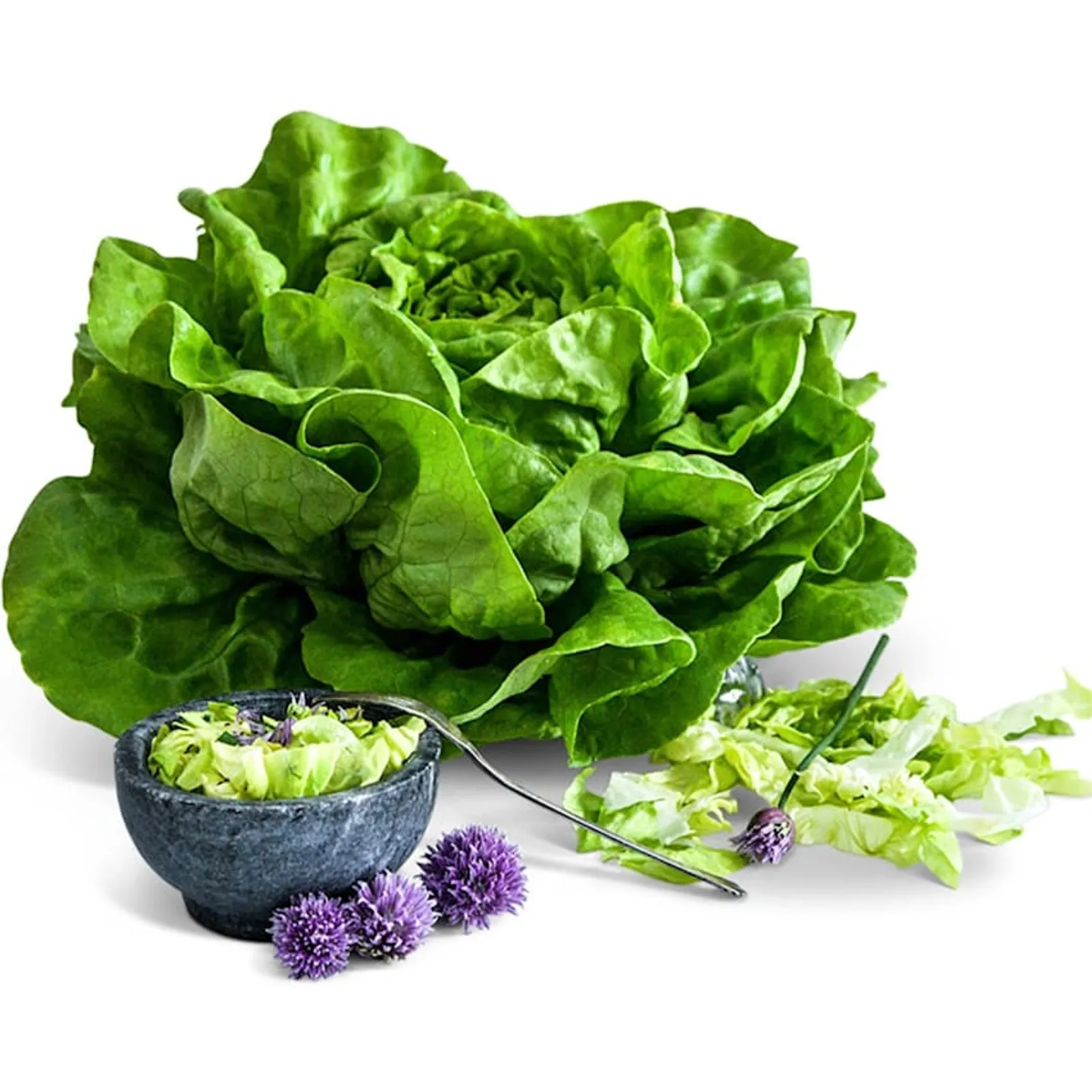 Gustav's Salad Lettuce