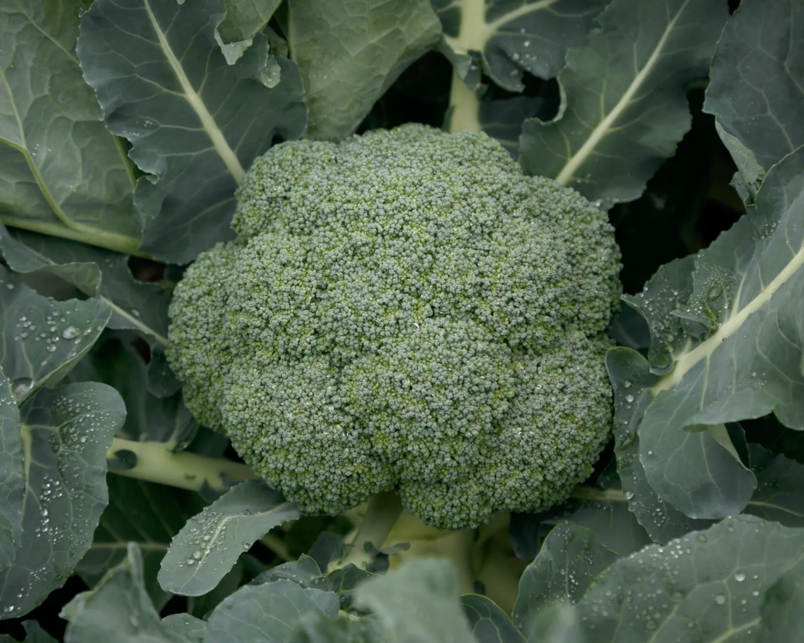 Gypsy Broccoli