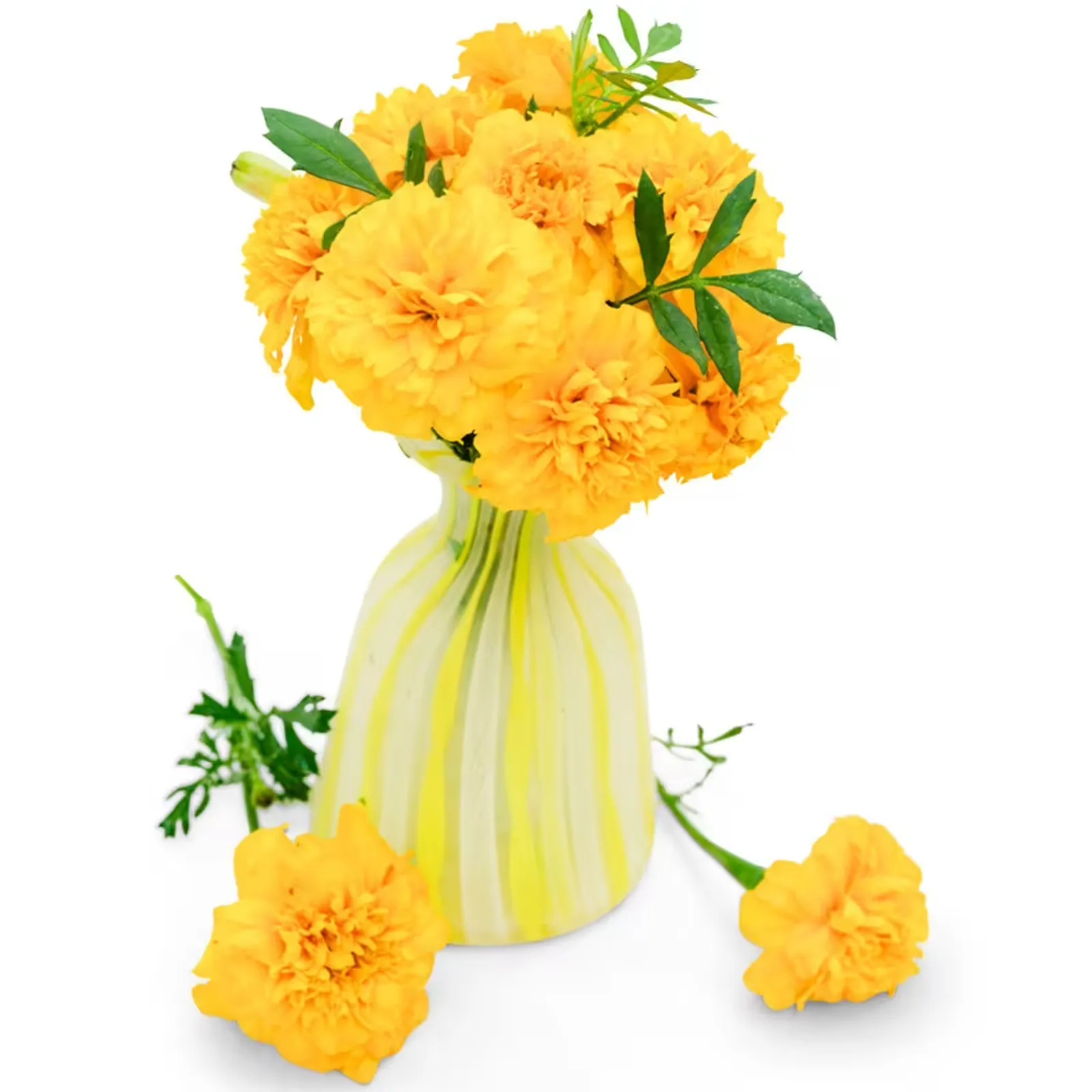 Gypsy Sunshine Marigold