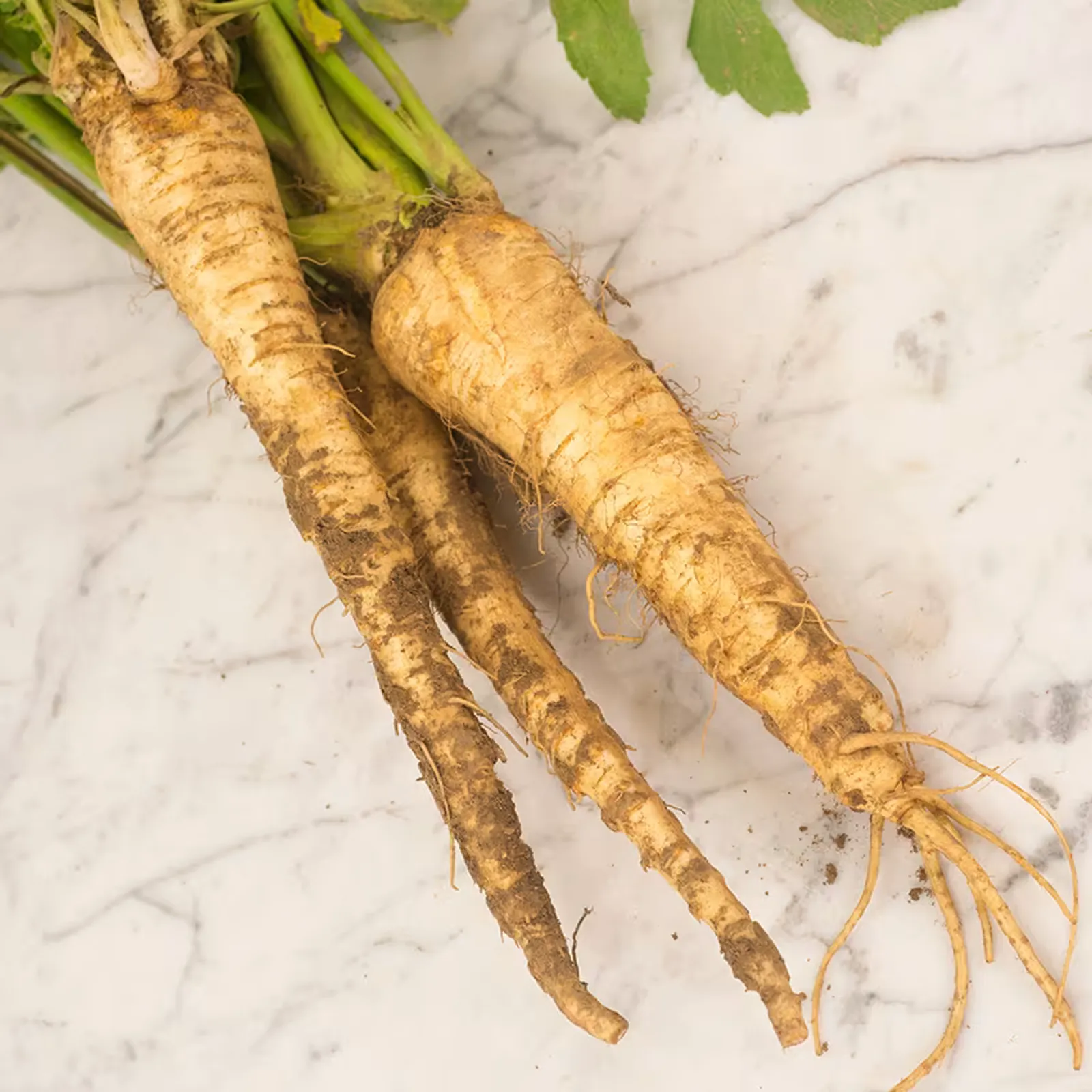 Half Long Guernsey Parsnips