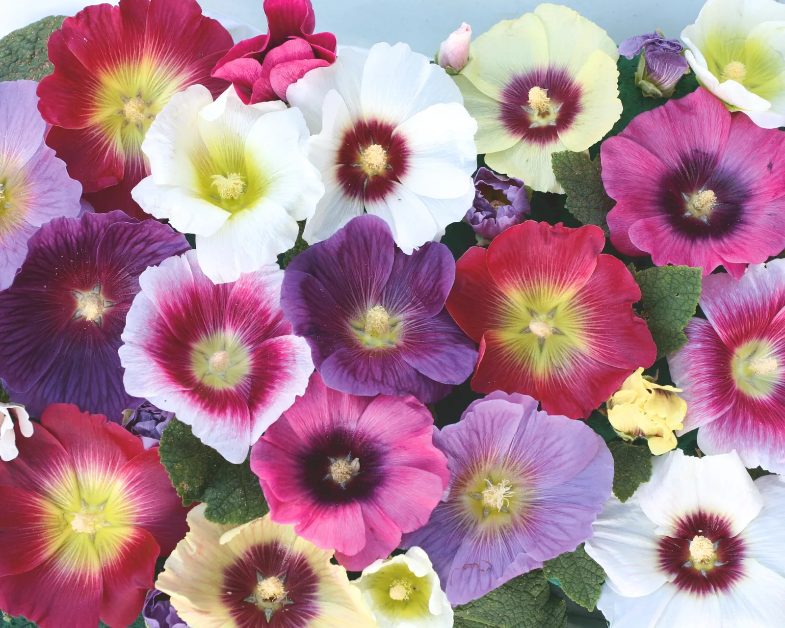 Halo Mix Hollyhock