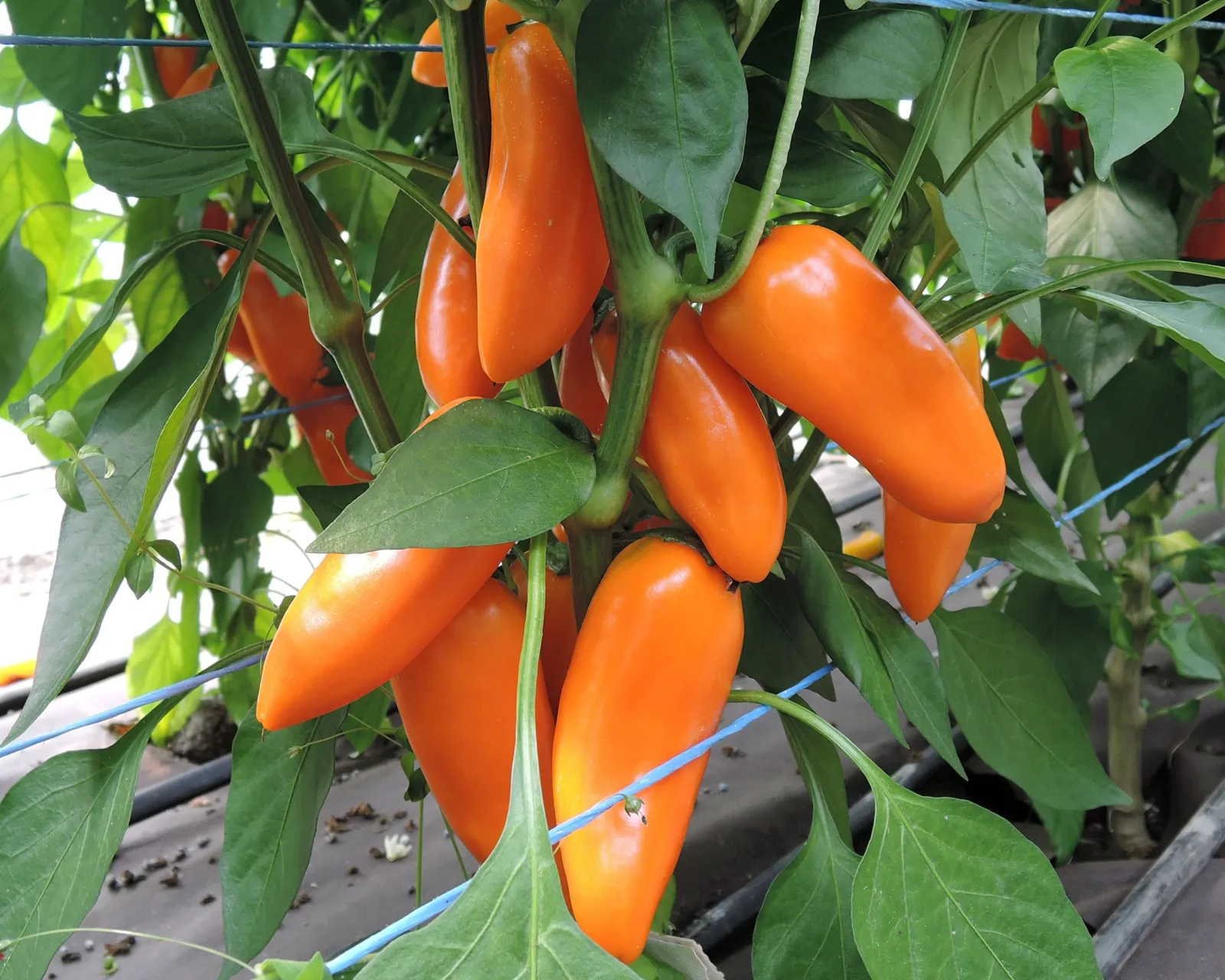 Hamik Peppers