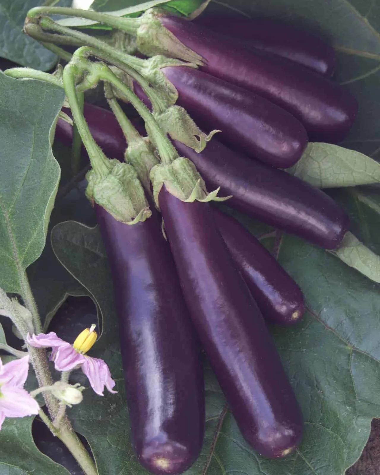 Hansel Eggplant