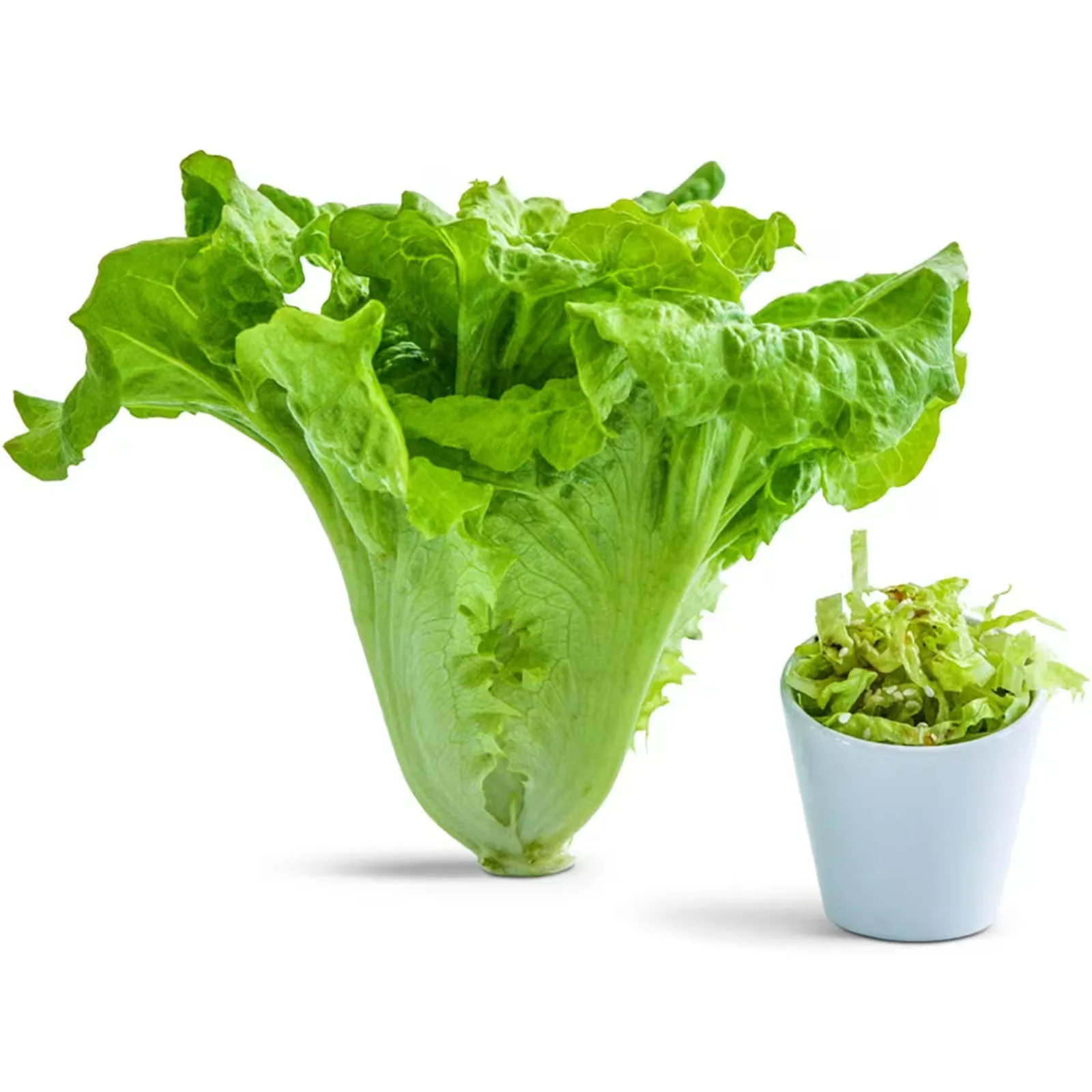 Hao Shan Lettuce