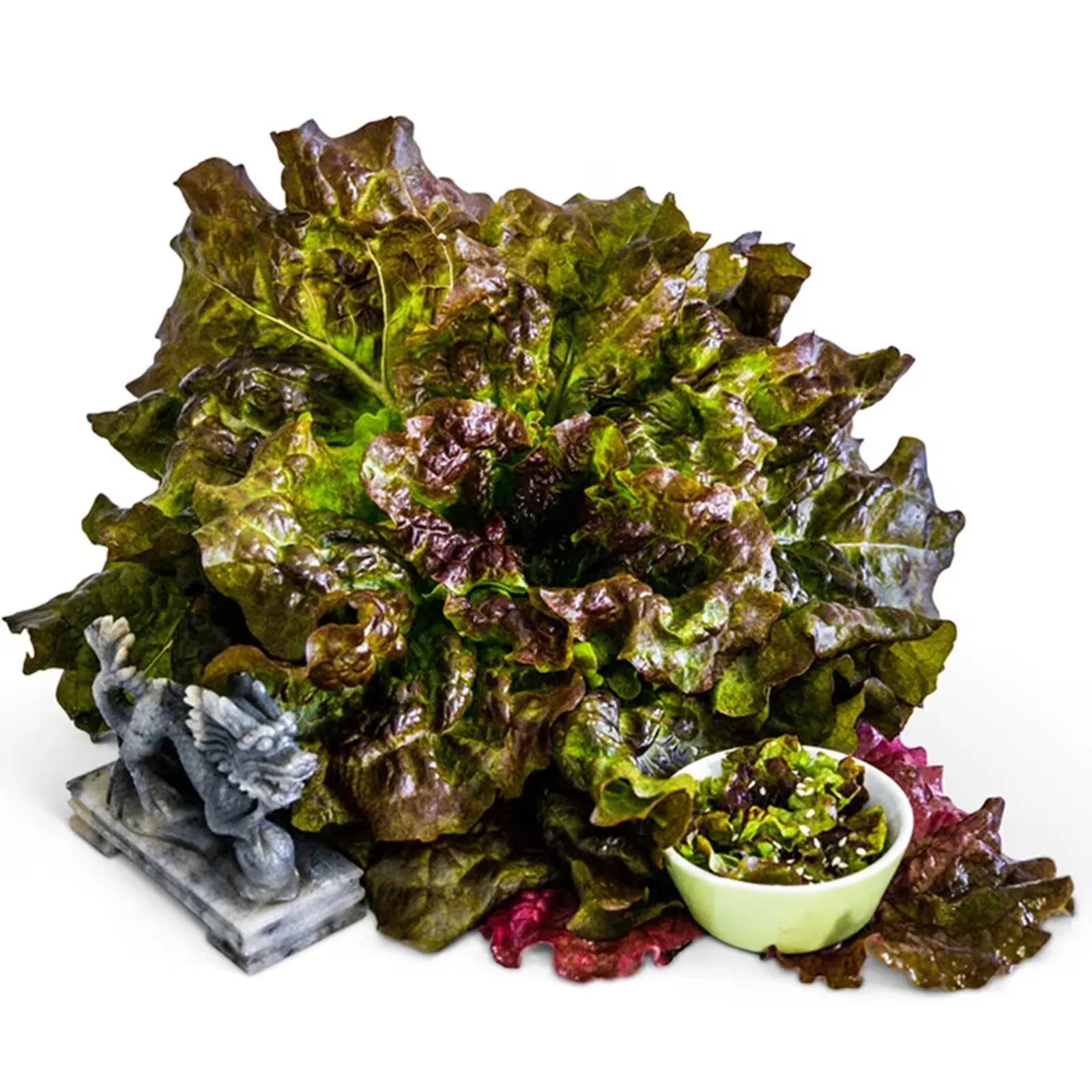 Hao Shan Red Lettuce