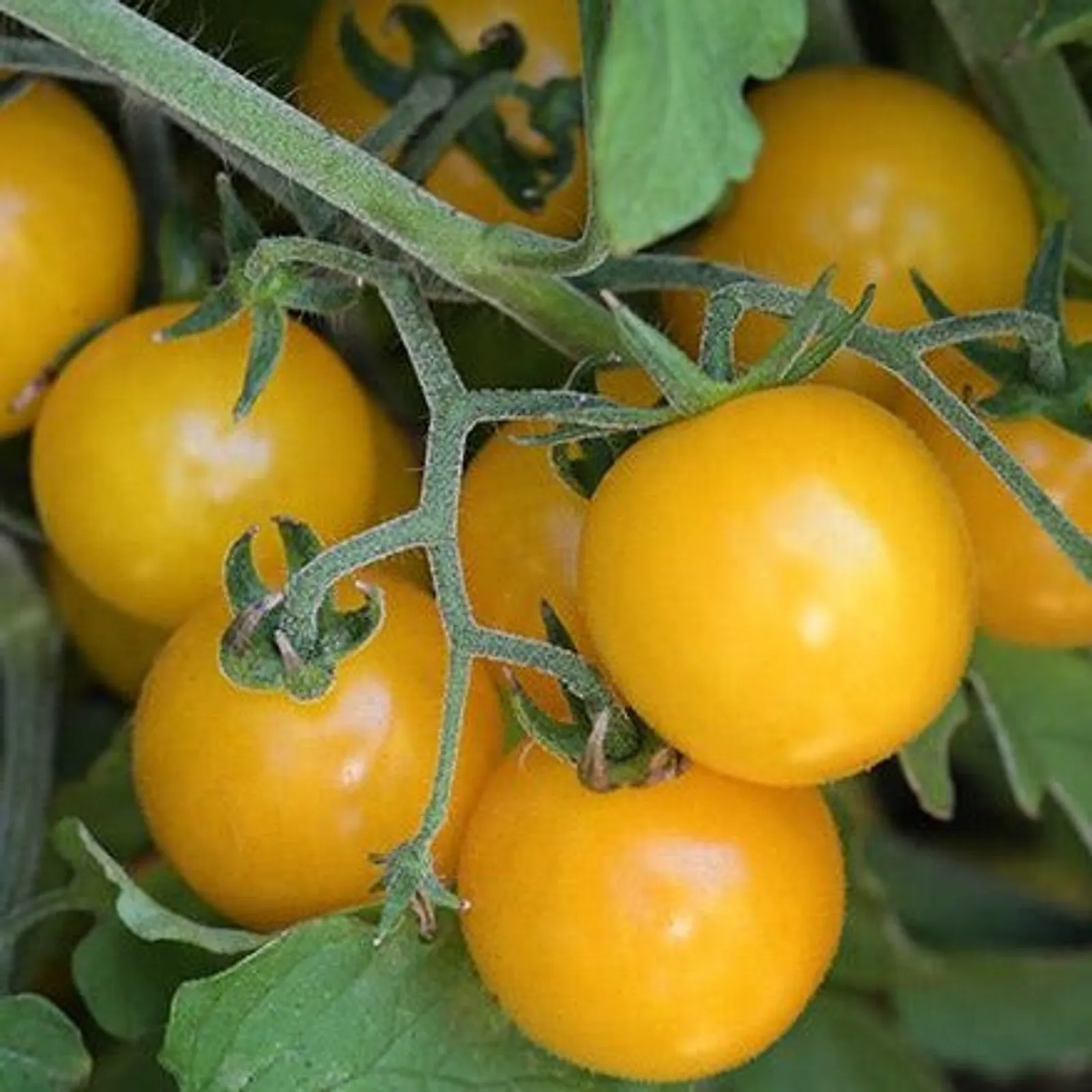 Yellow Currant Tomatoes