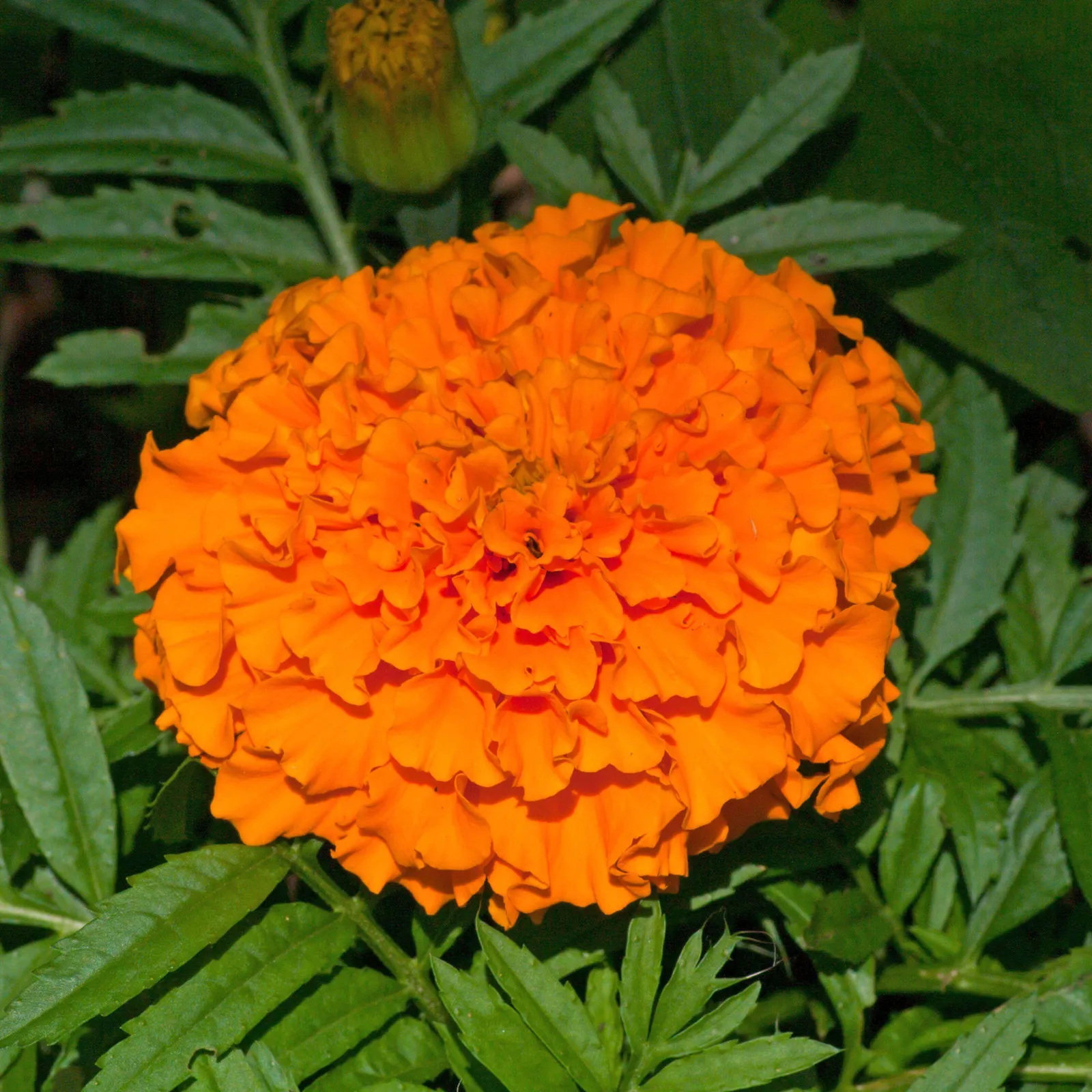 Hawaii Marigold