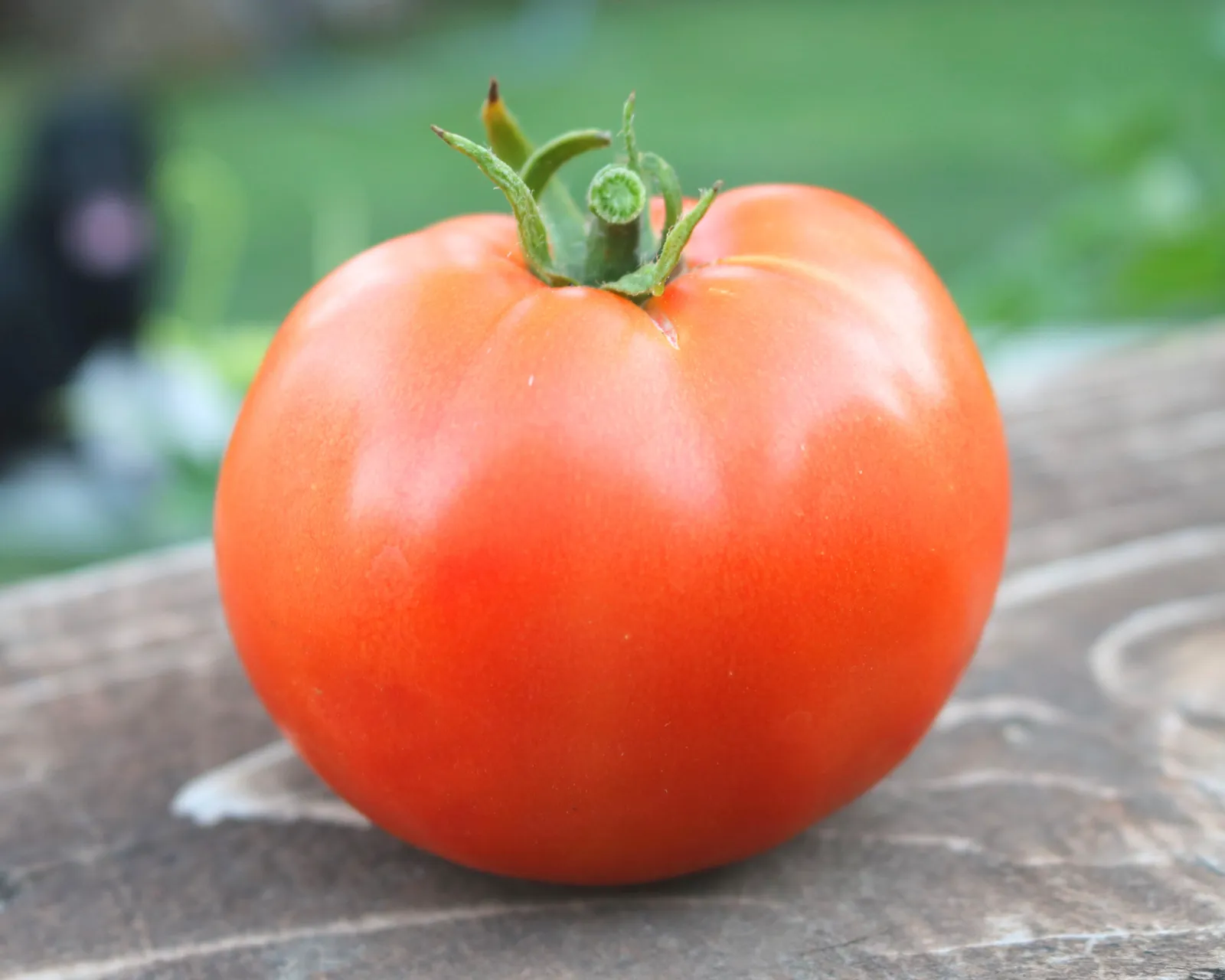 Heatmaster Tomatoes