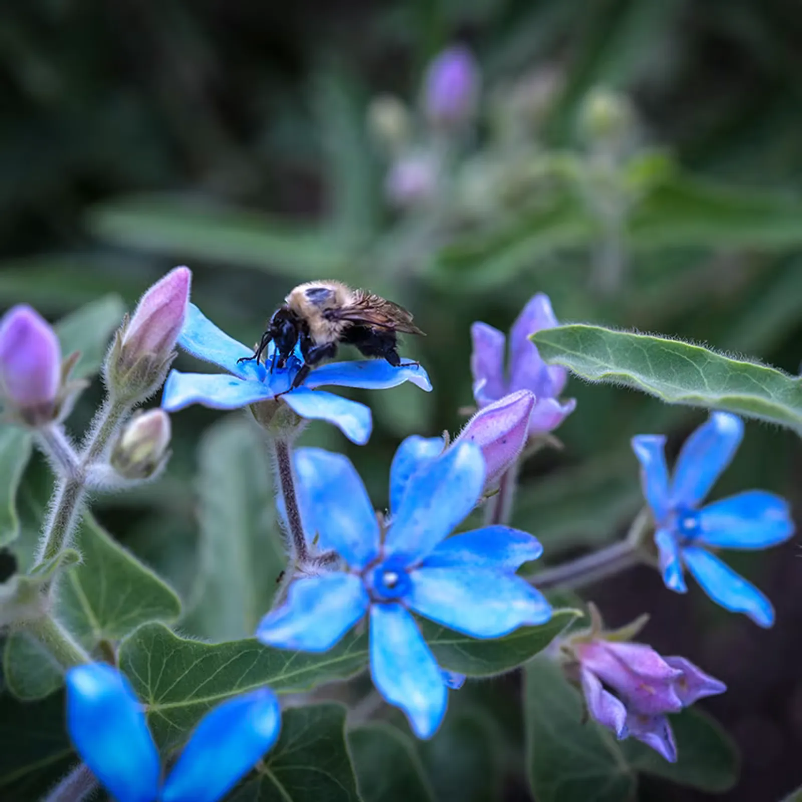 Heavenly Blue Milkweed