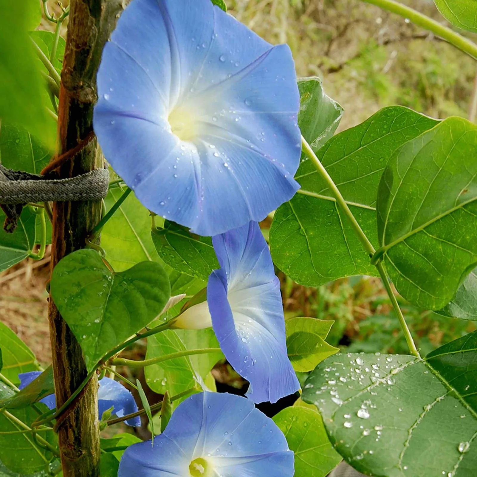 Heavenly Blue Morning Glory