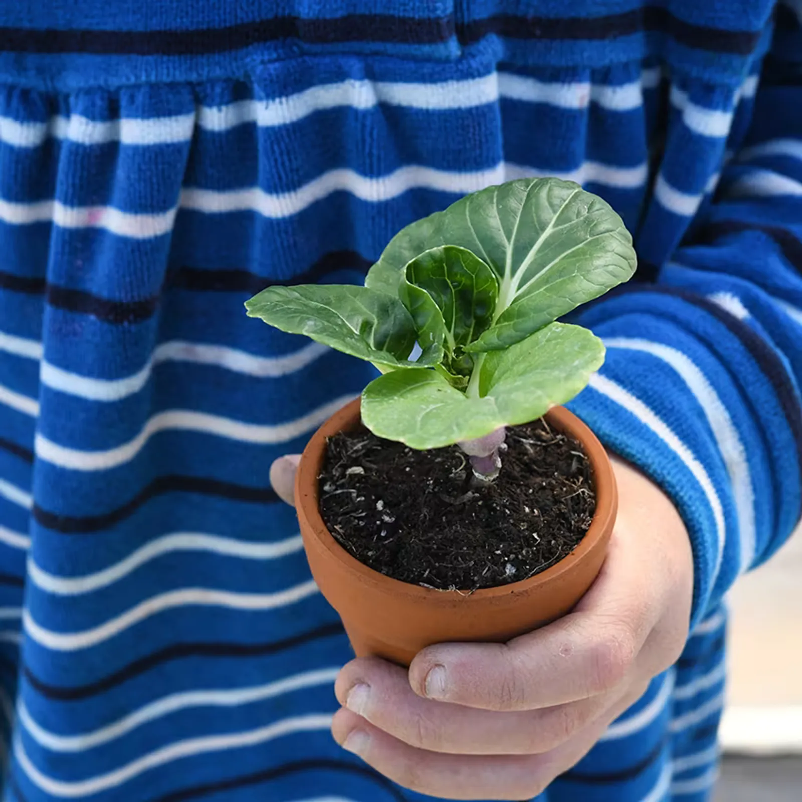Hedou Tiny Bok Choy