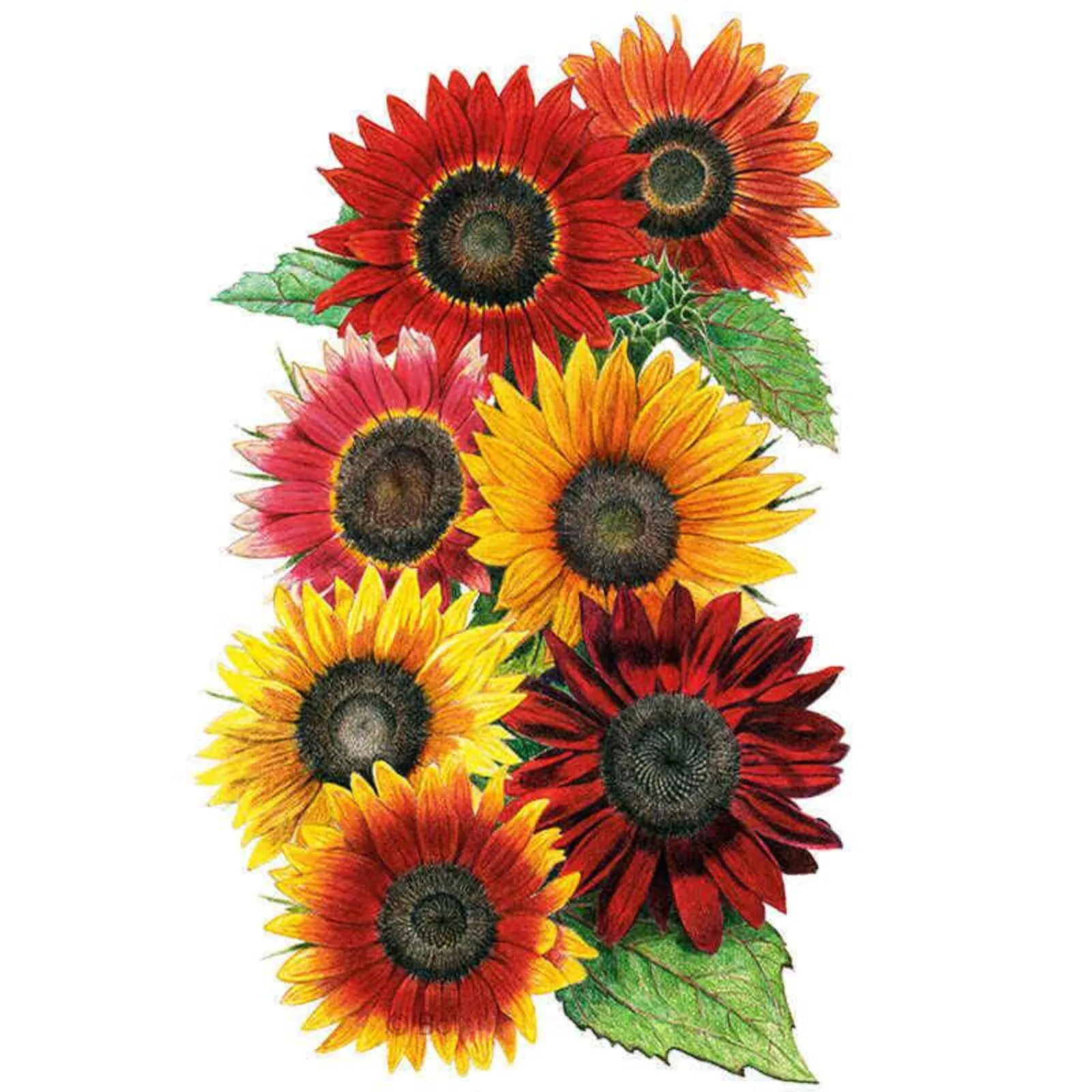 Heirloom Beauties Sunflower