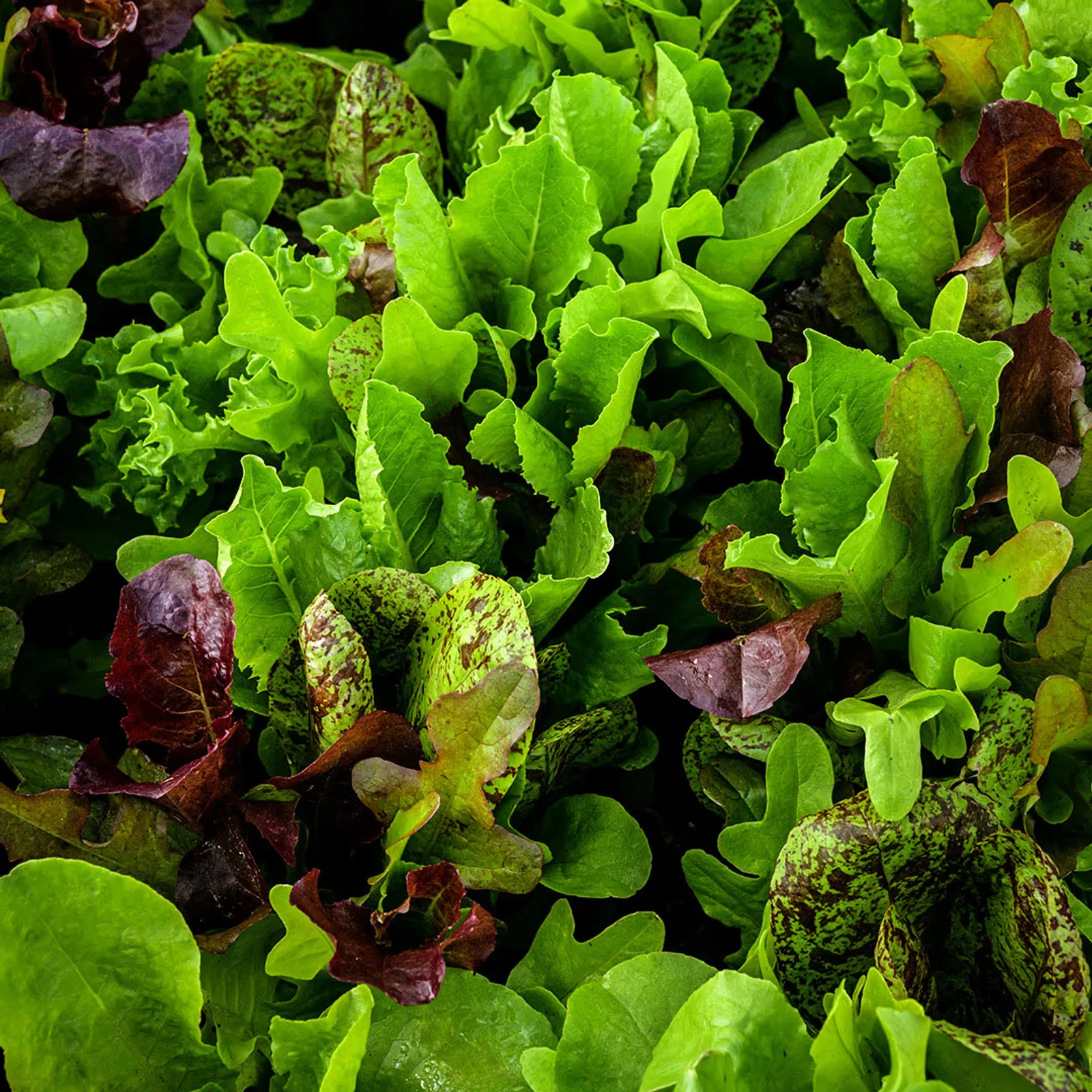 Heirloom Cutting Mix Lettuce