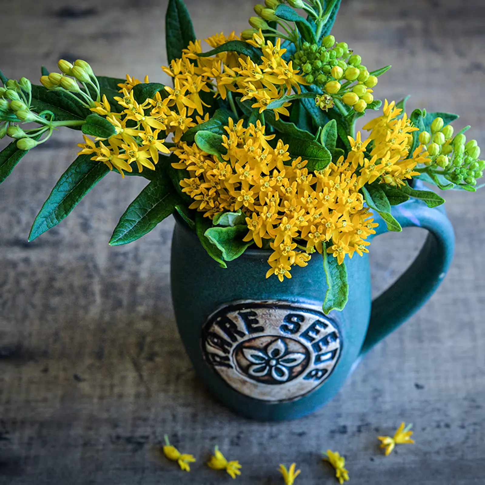 Hello Yellow Milkweed