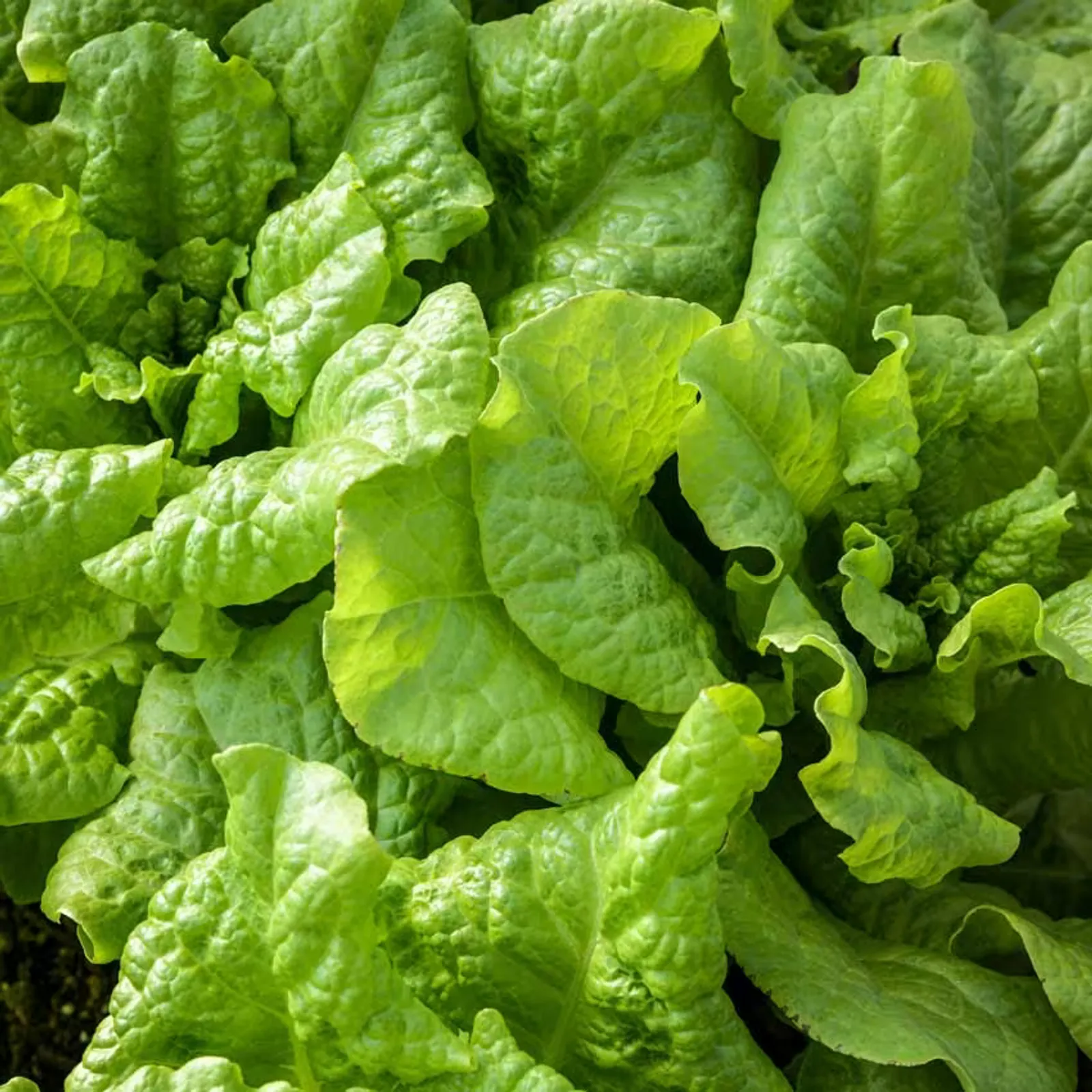 Black Seeded Simpson Lettuce