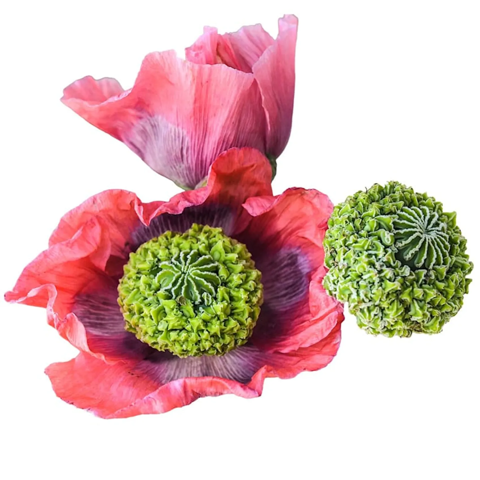 Hens and Chickens Poppies