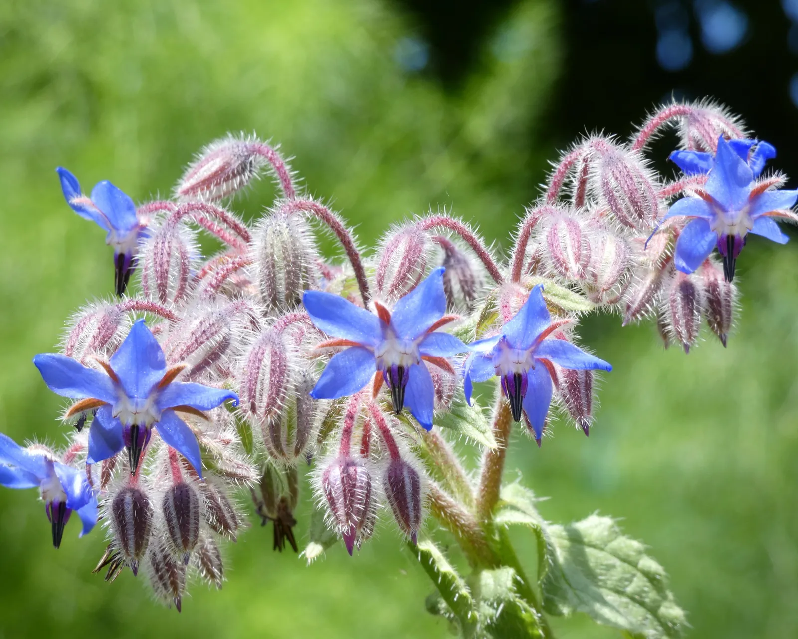 Herb Borage