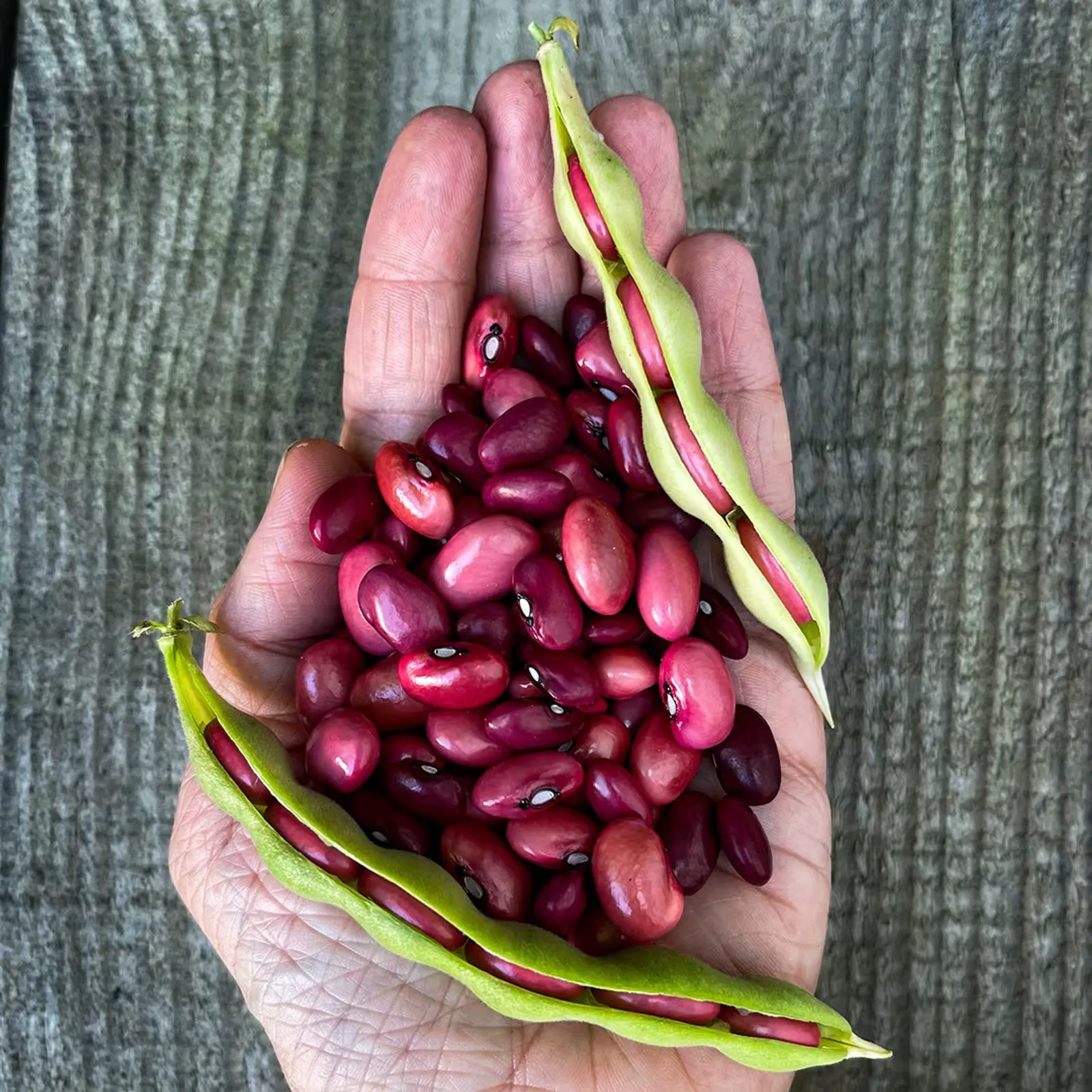 Hidatsa Red Indian Beans