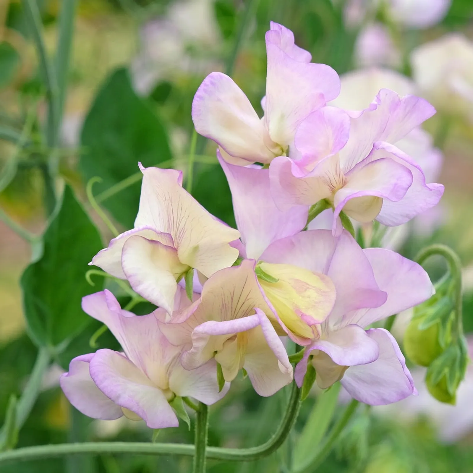 High Scent Sweet Peas