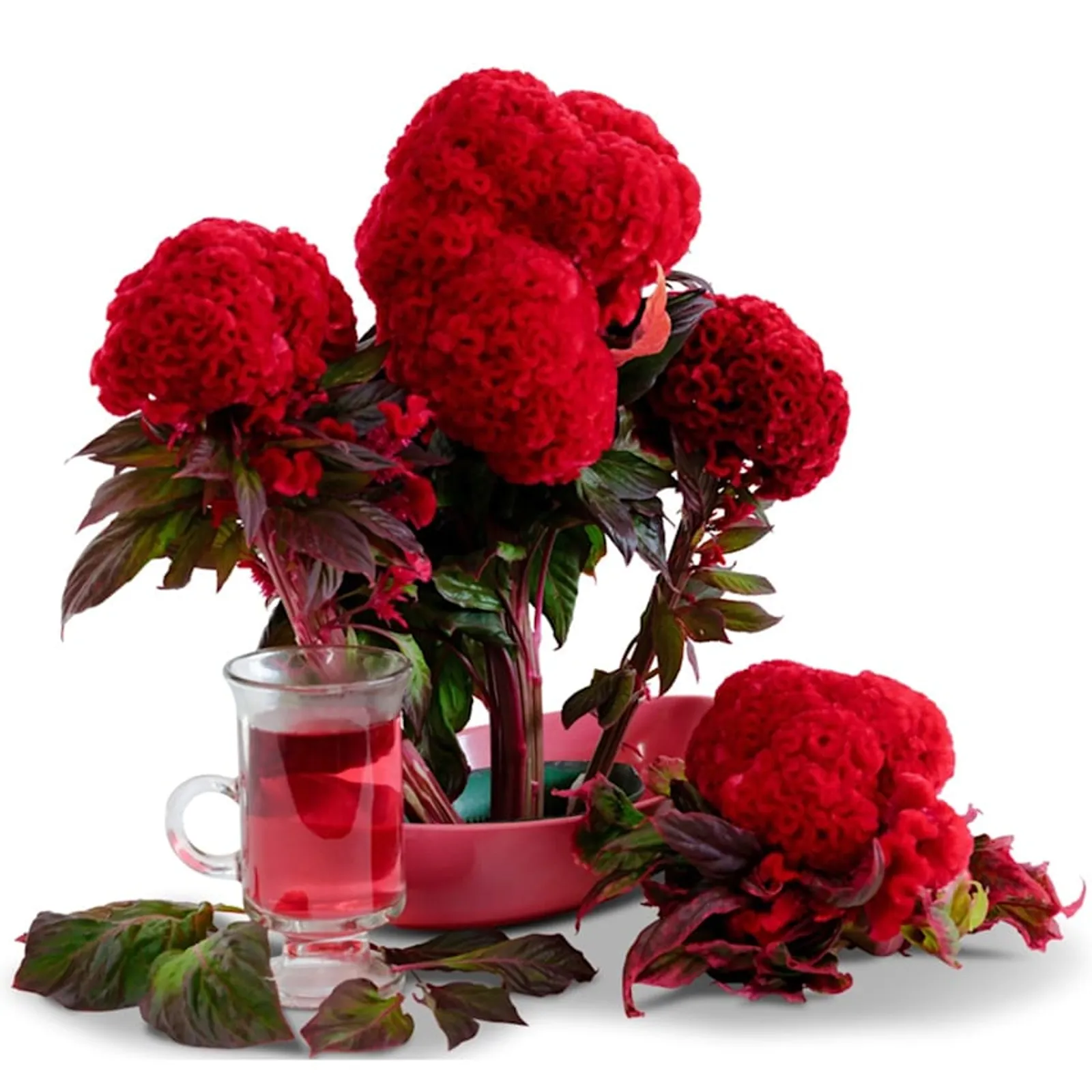 Higyoku Red Stem Cockscomb Celosia