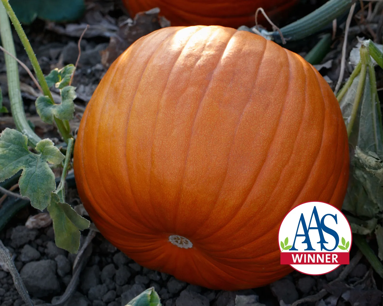 Hijinks Pumpkin