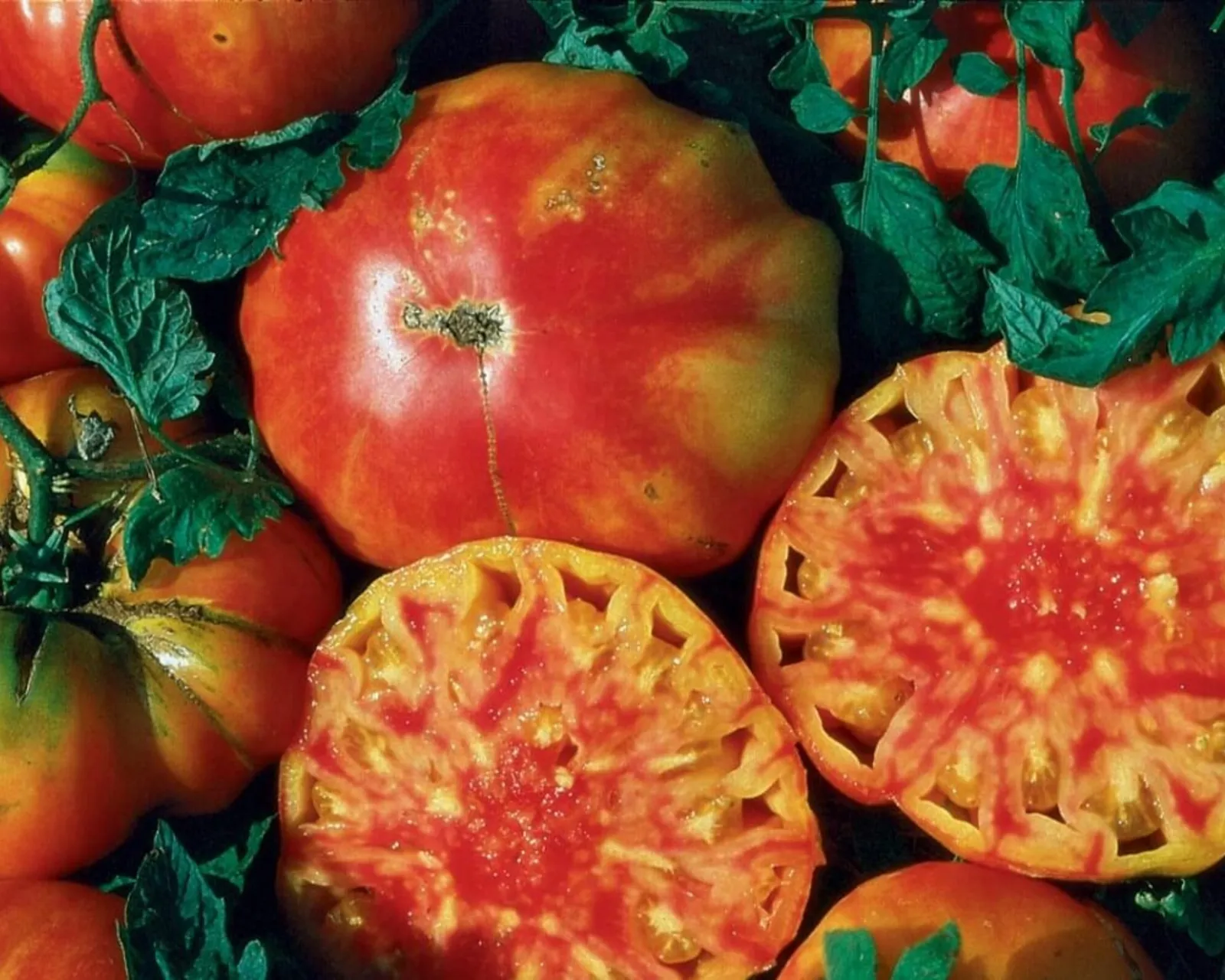 Hillbilly Tomatoes