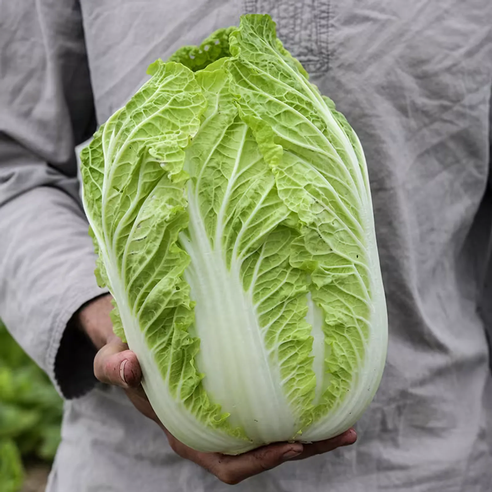 Hilton Cabbage