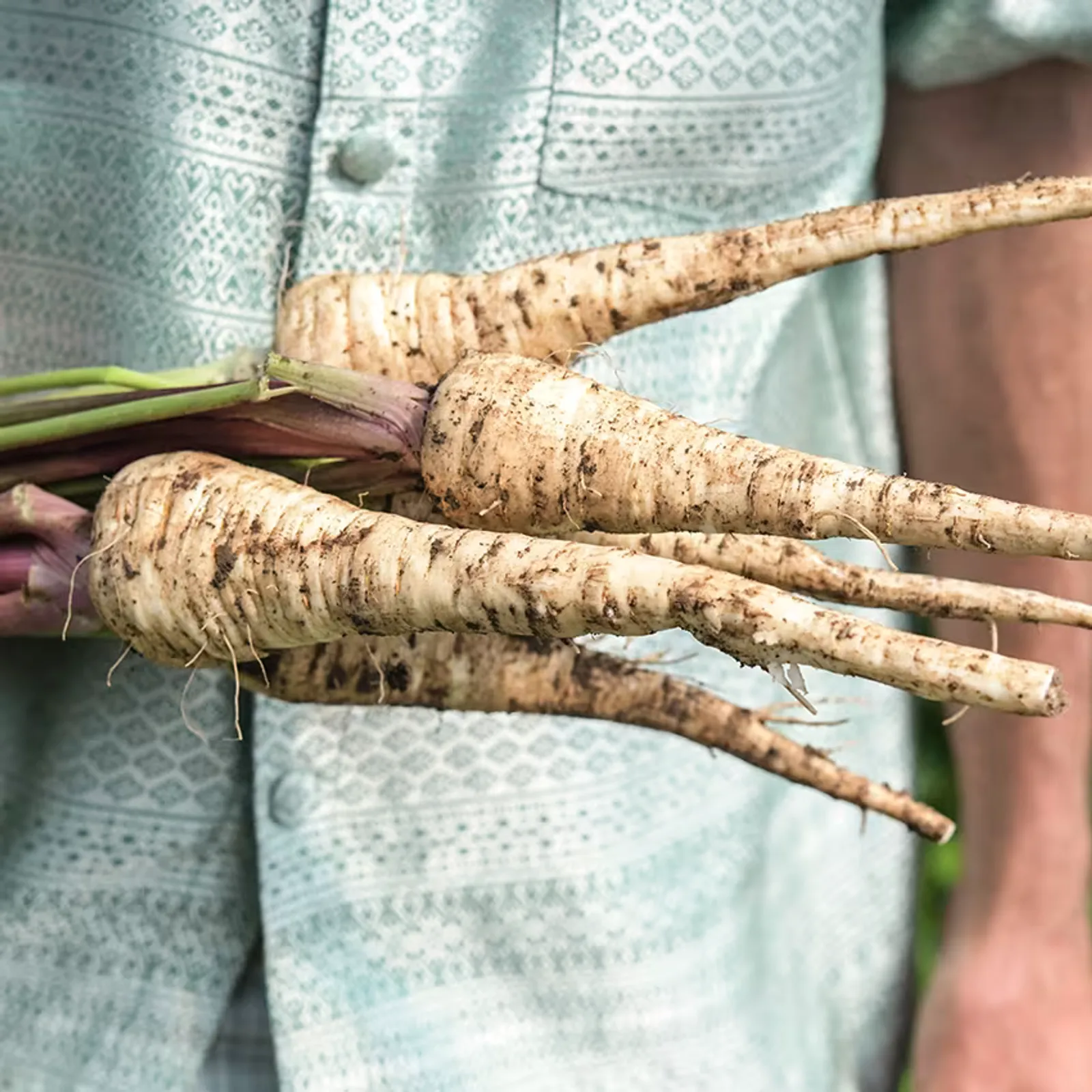 Hollow Crown Parsnips