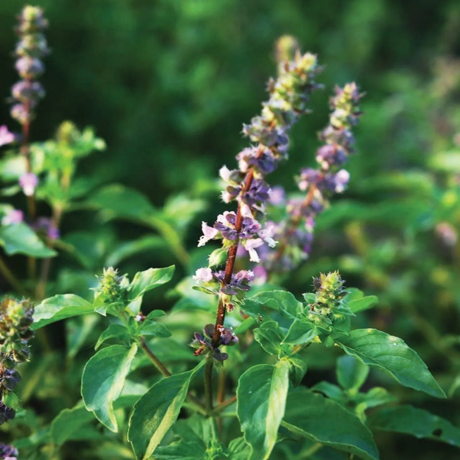 Tulsi Holy Basil