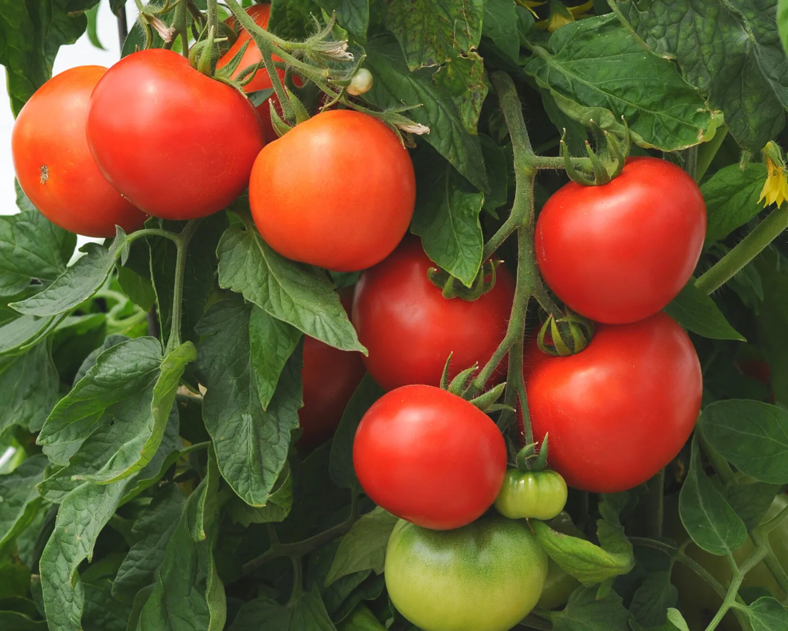 Homeslice Tomatoes