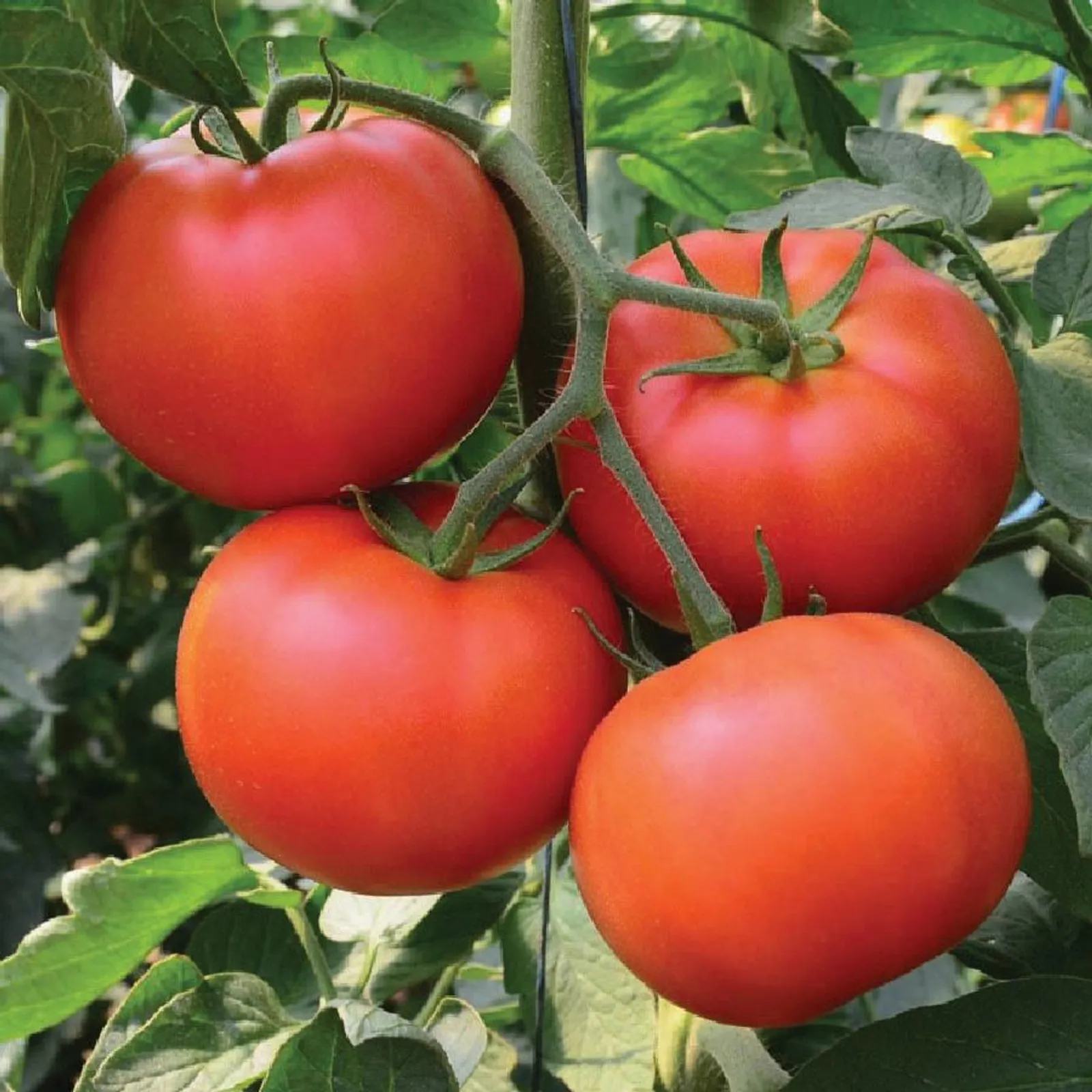 Homestead Tomatoes