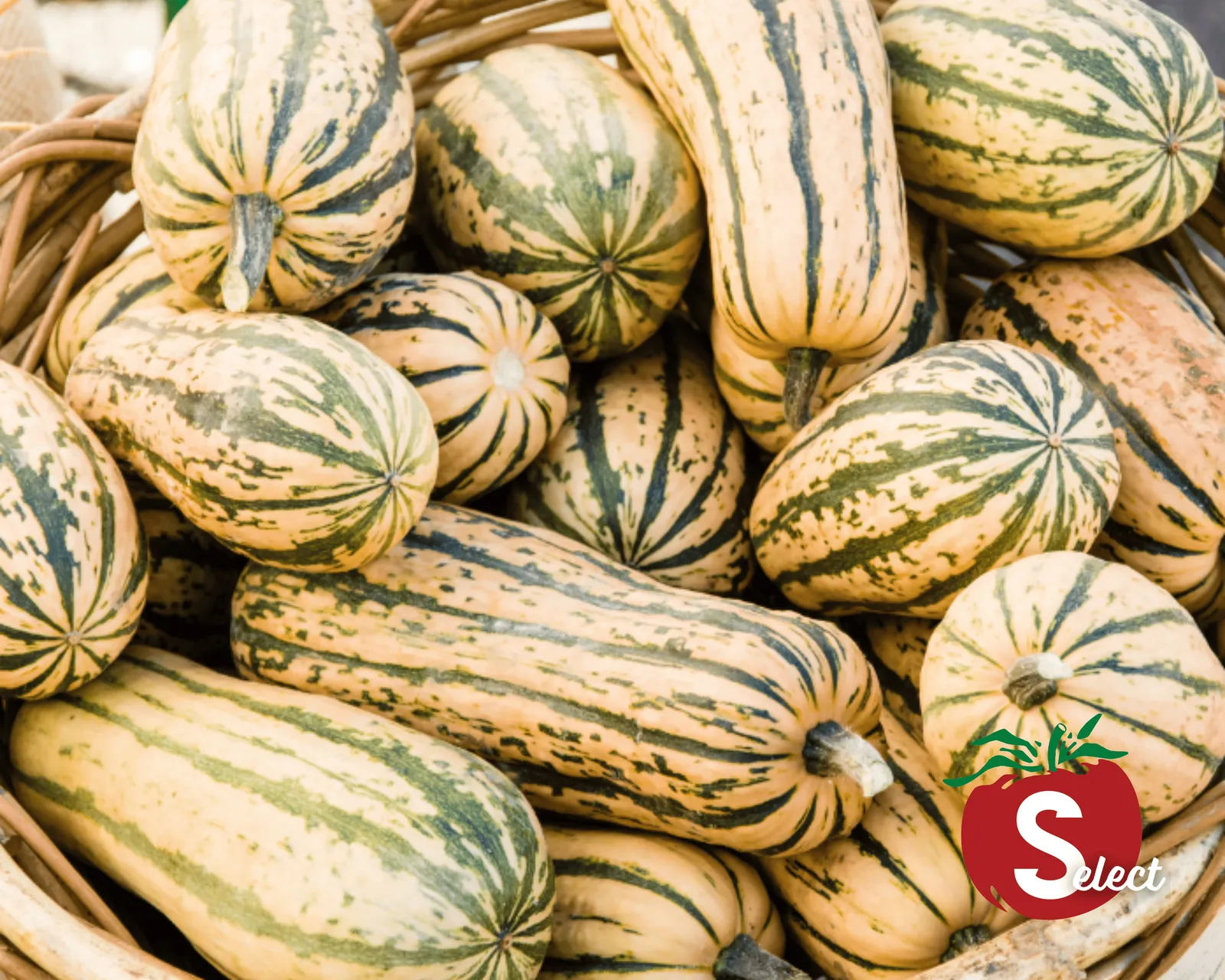 Honey Boat Delicata Squash