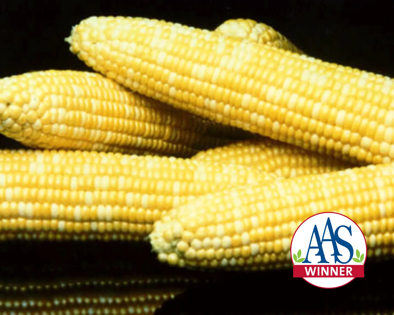 Honey 'N Pearl™ (Bicolor Sh2) Corn